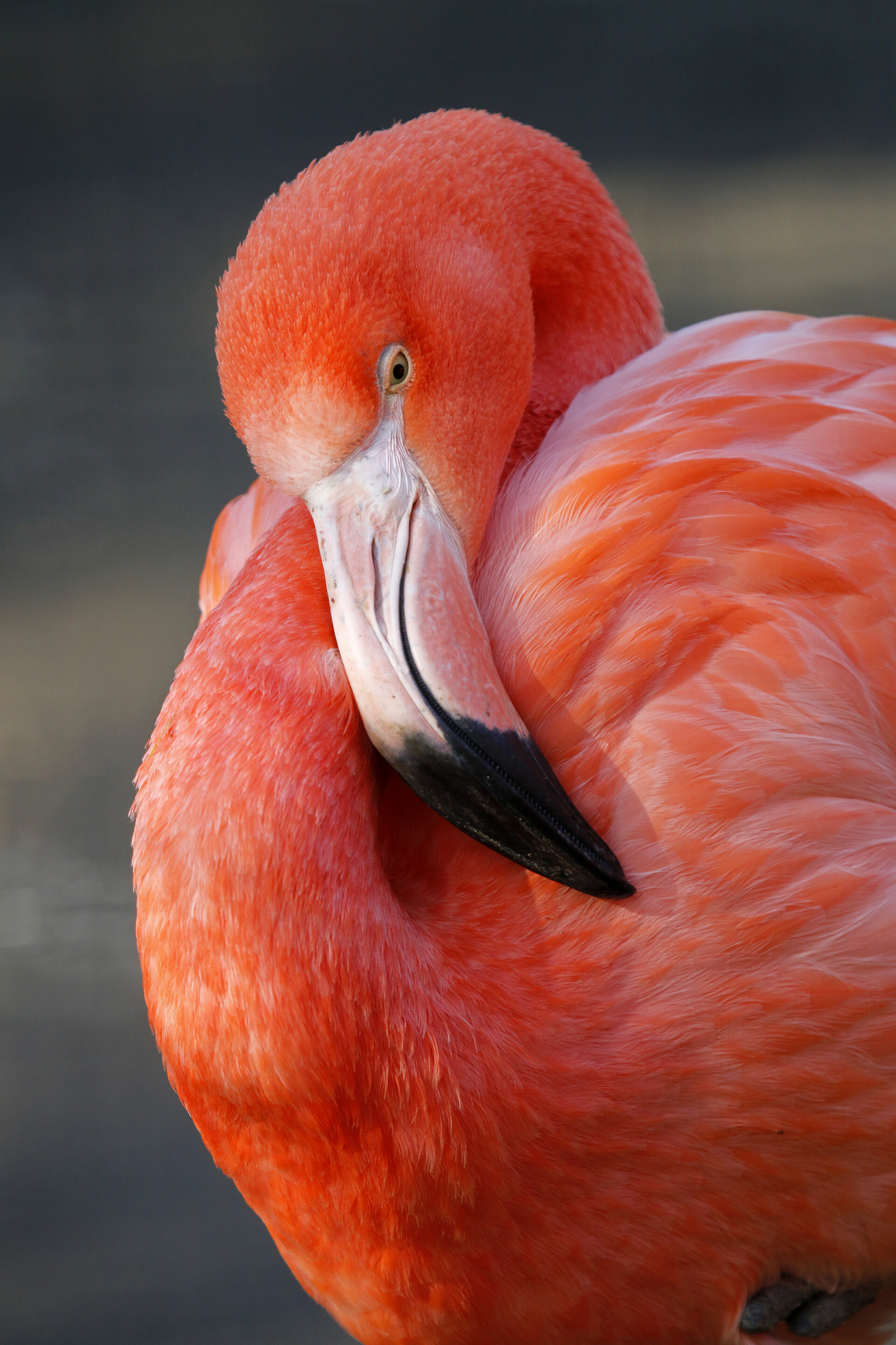 美丽的粉红色火烈鸟特写漂亮的粉红火烈鸟