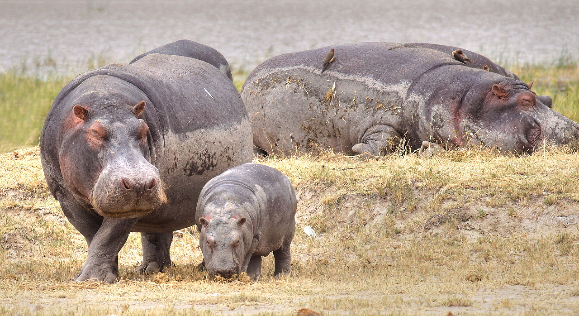 非洲大草原上的河马与在非洲大草原的小小河马河马
