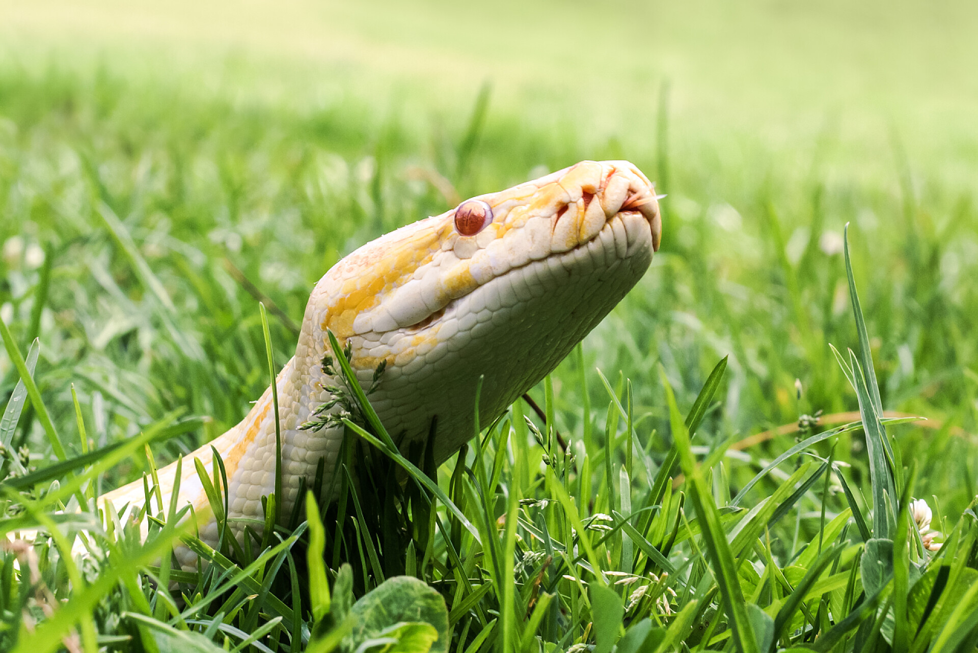 在草丛中的白化缅甸巨蟒白化缅甸巨蟒在草丛中，显示它的舌头特写