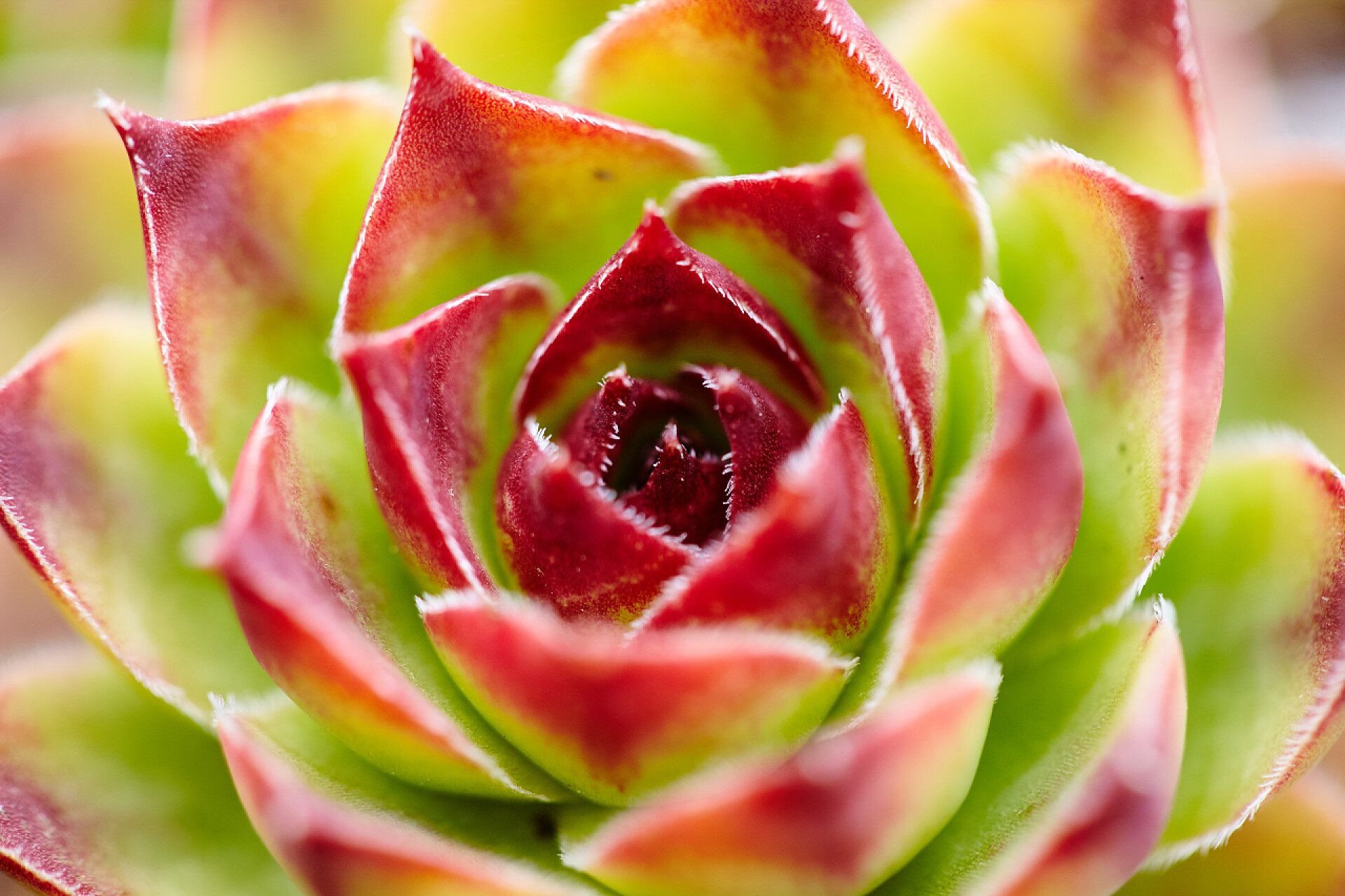 户外小芦荟植物的特写芦荟精华素户外
