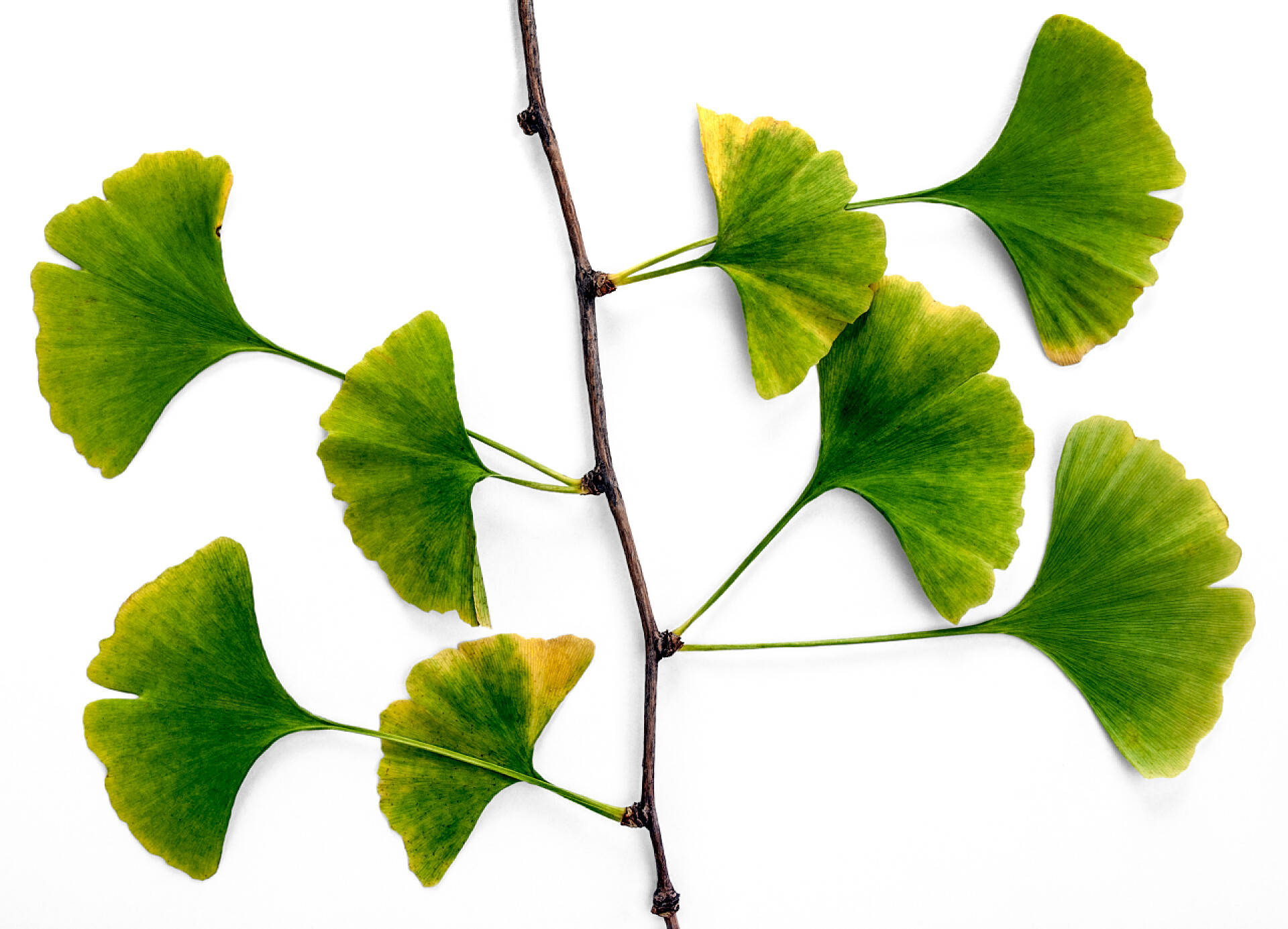 白色背景上的银杏叶银杏银杏科