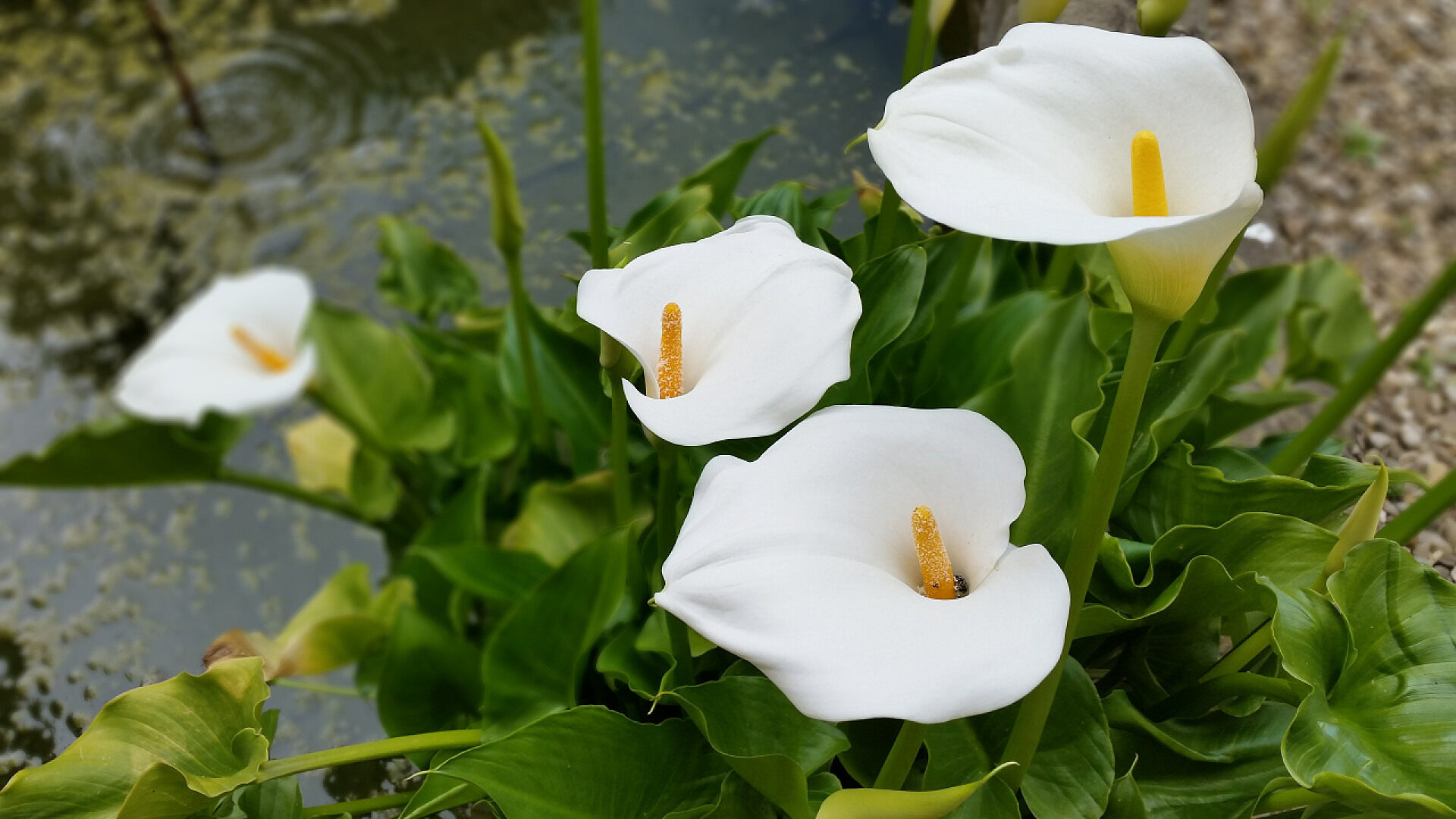 白色马蹄莲植物马蹄莲
