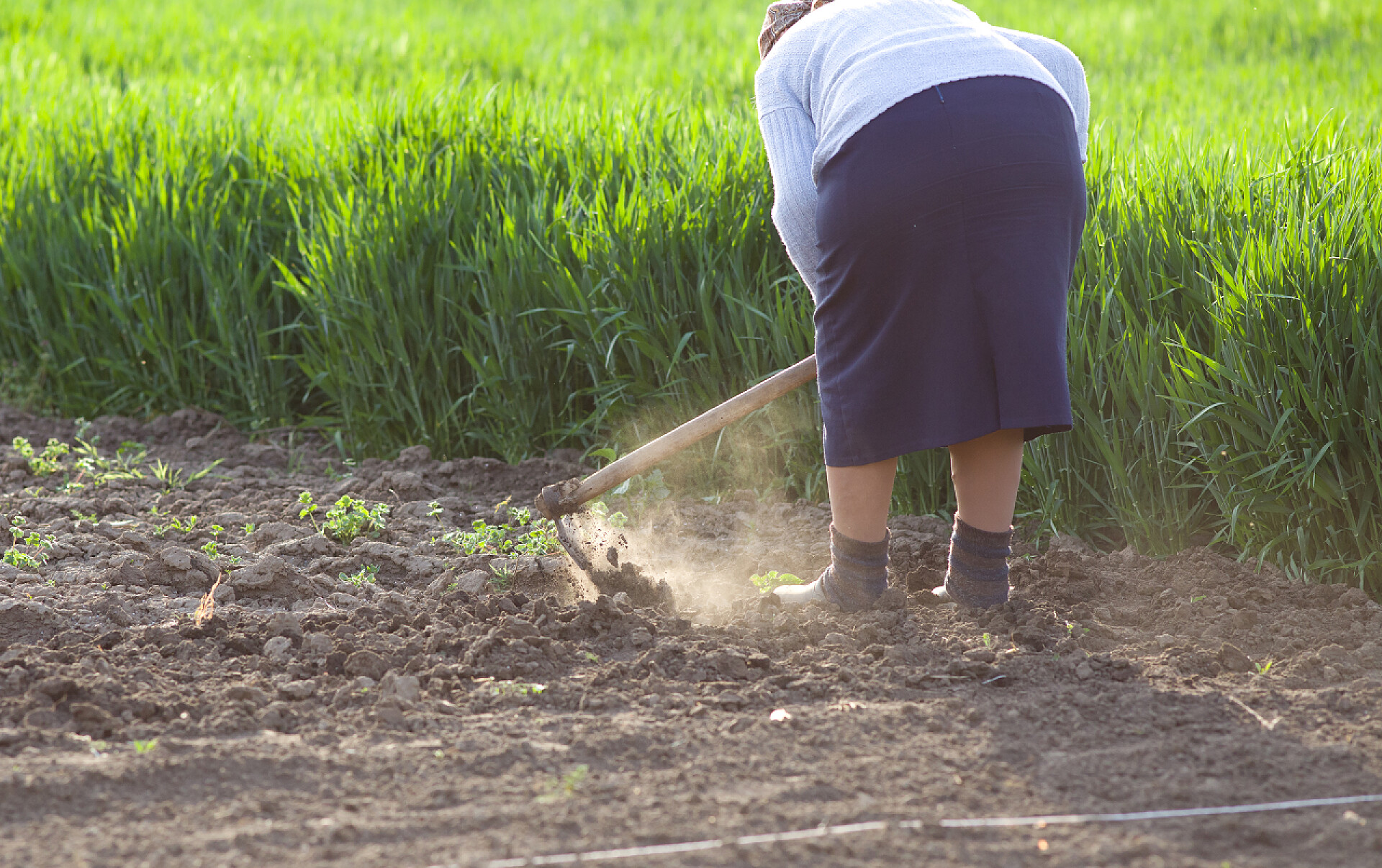 春天在菜园劳作的女人锄地花园