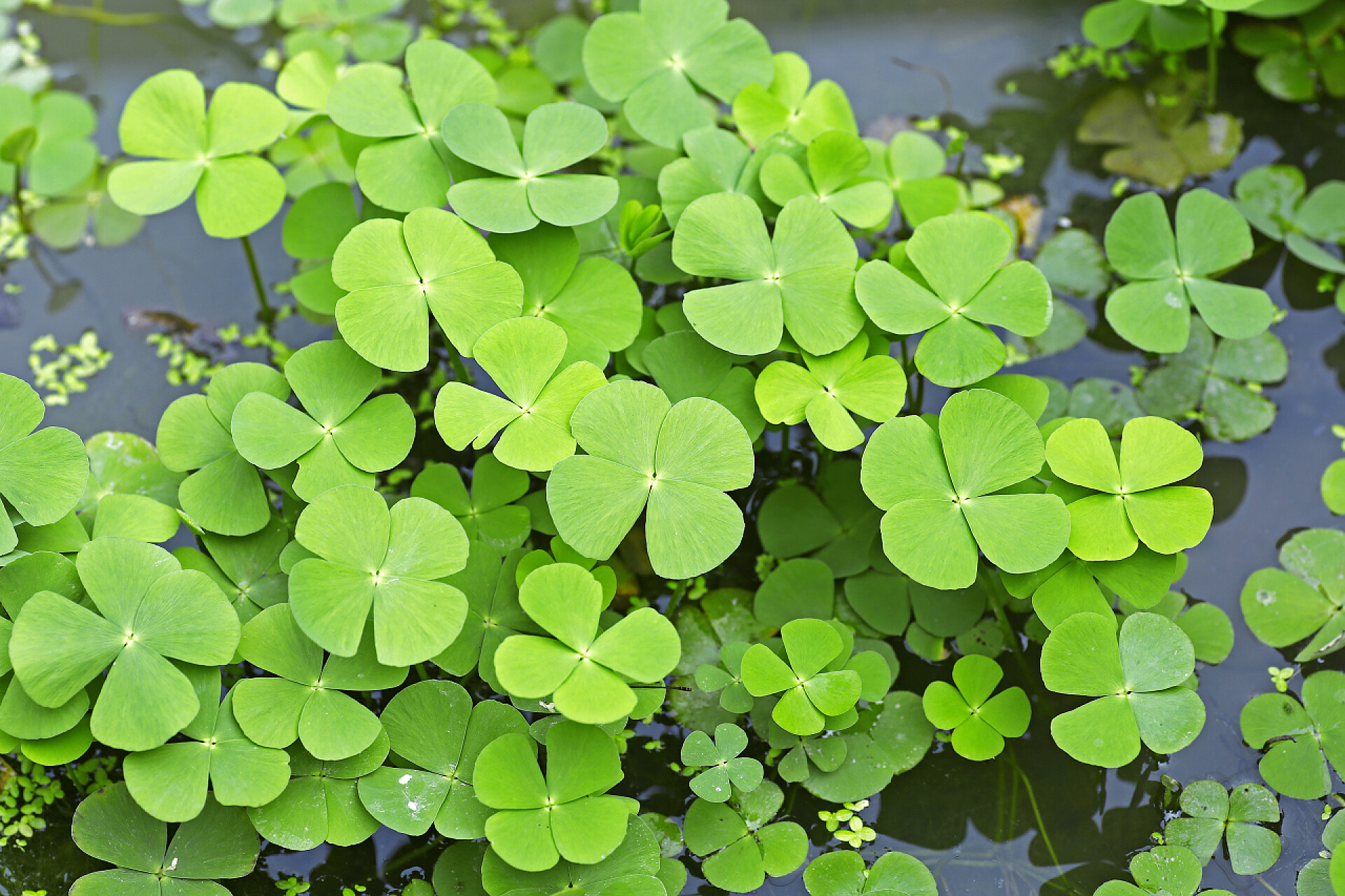 池塘里的四叶草绿树叶场背景
