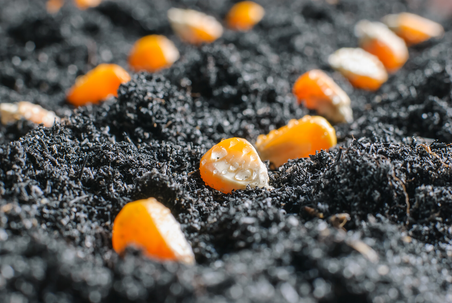 在肥沃的土壤中播种玉米 玉米种子在肥沃的土壤