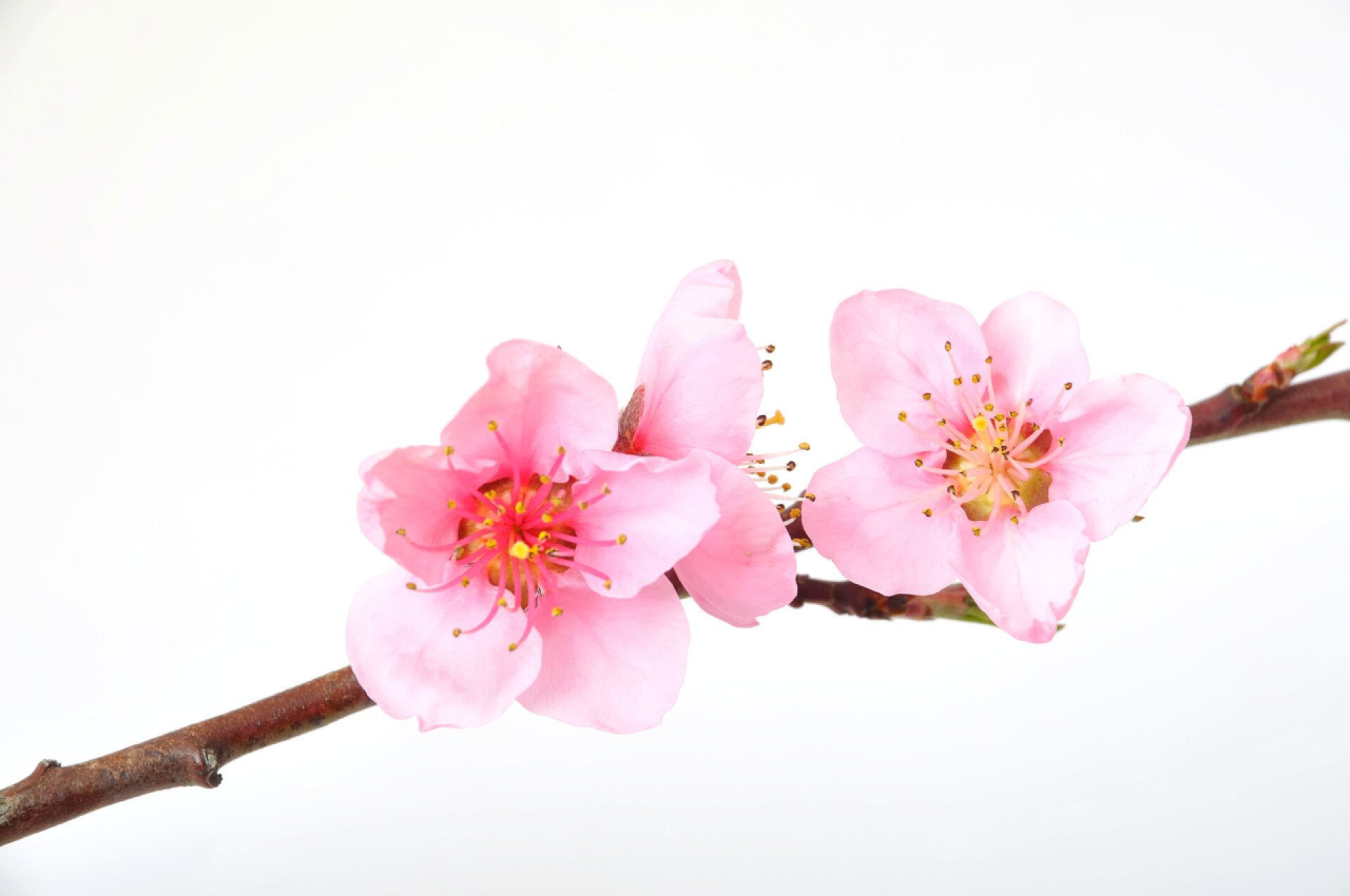 树枝上的桃花特写桃花