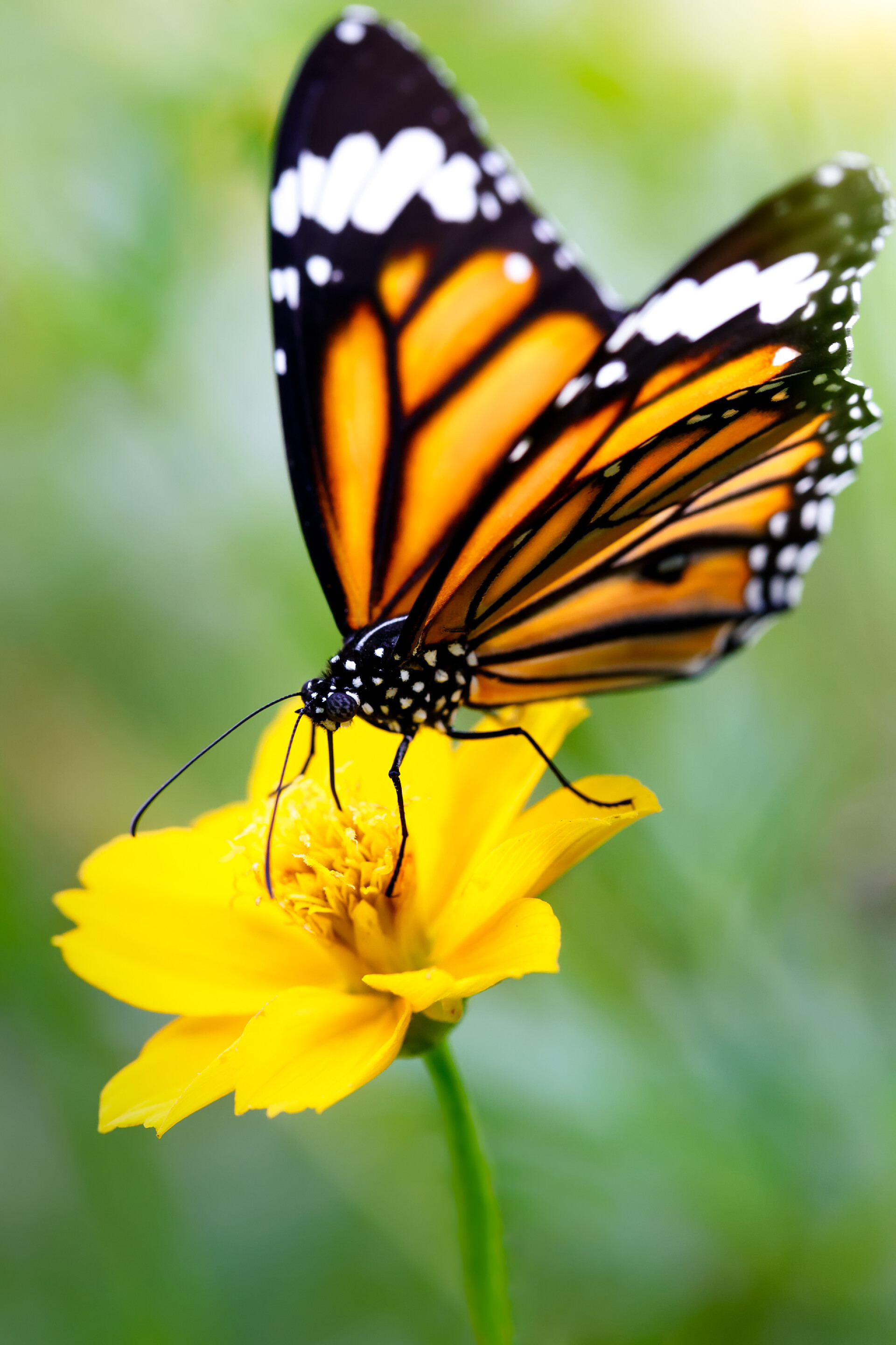 一只彩色蝴蝶停留在花朵上蝴蝶！