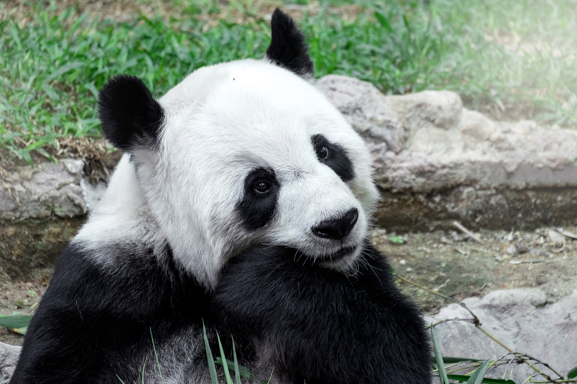 可爱的熊猫吃竹子可爱的熊猫吃竹子