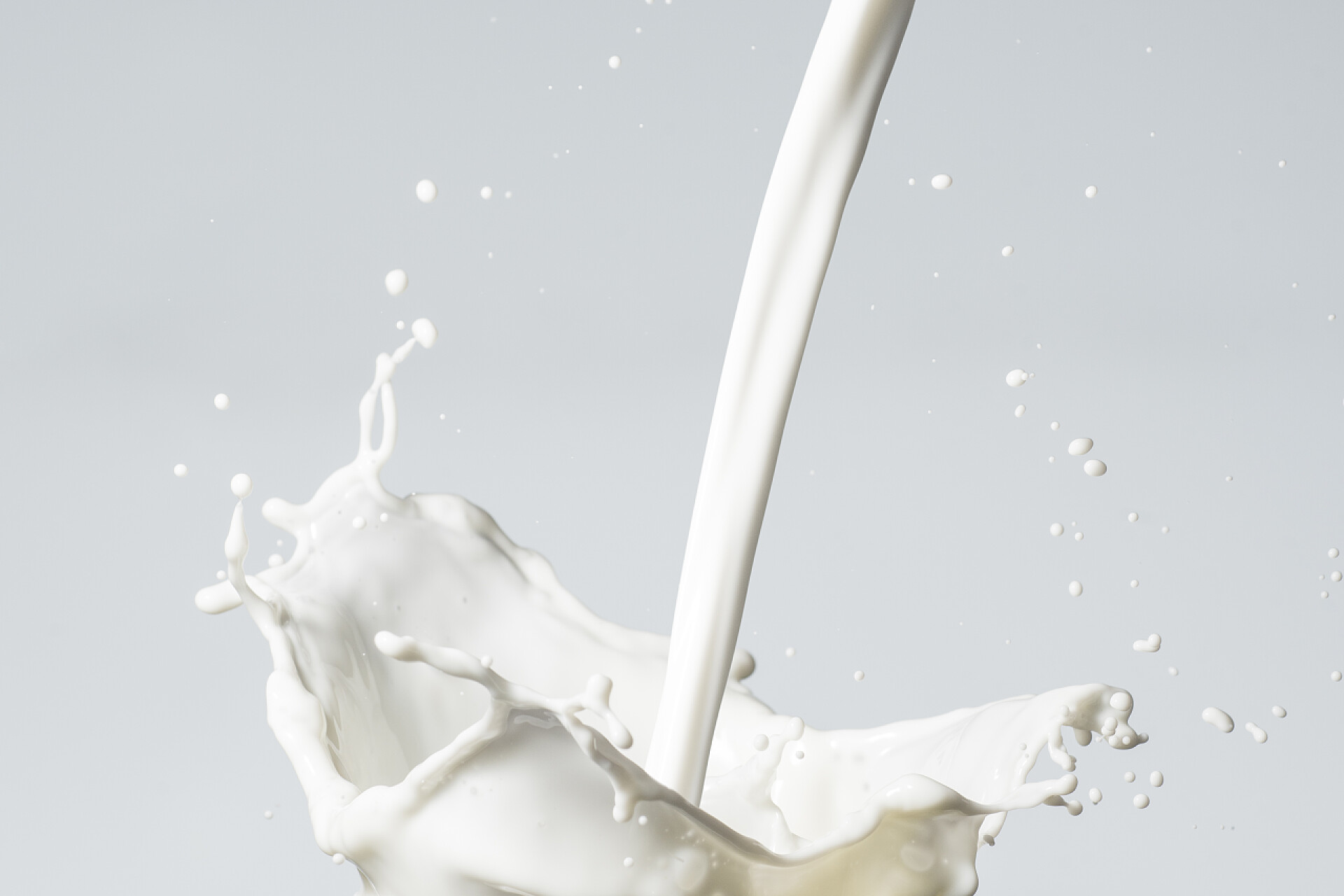 灰色背景上的鲜牛奶牛奶溅上灰色