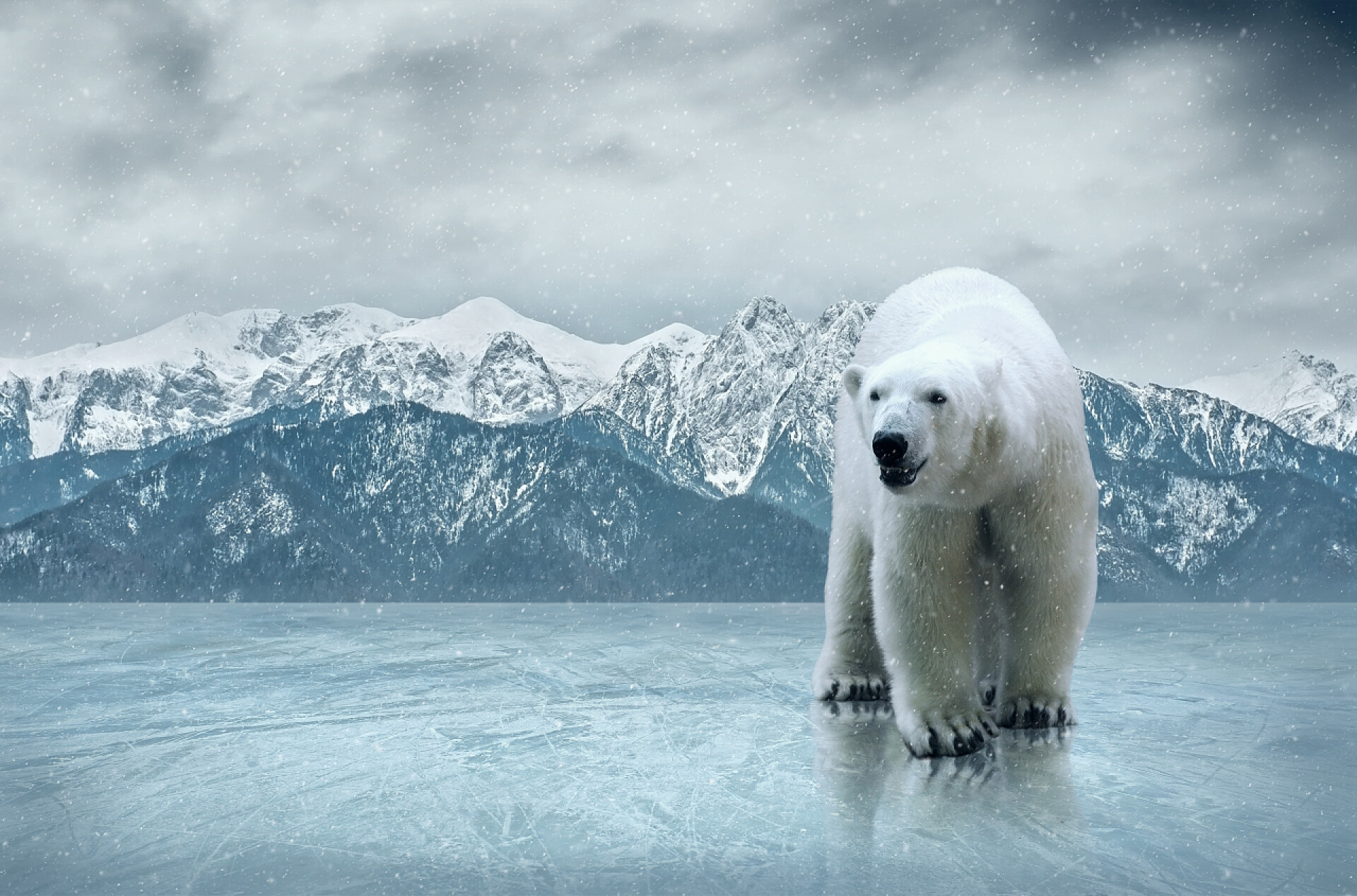 冰面上的一只北极熊白色北极熊在冰上