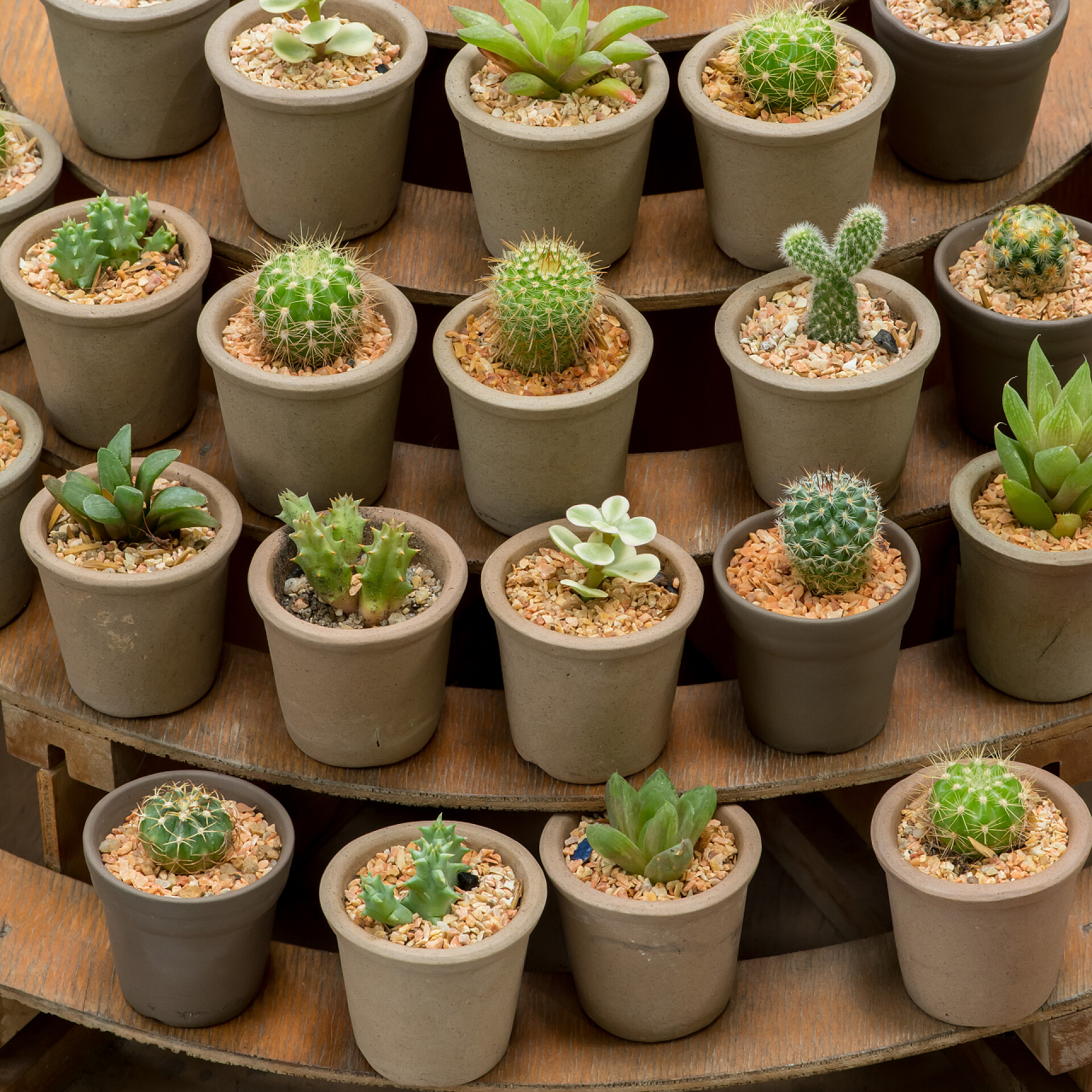 一张小木桌上的仙人掌在一张小木桌上的仙人掌