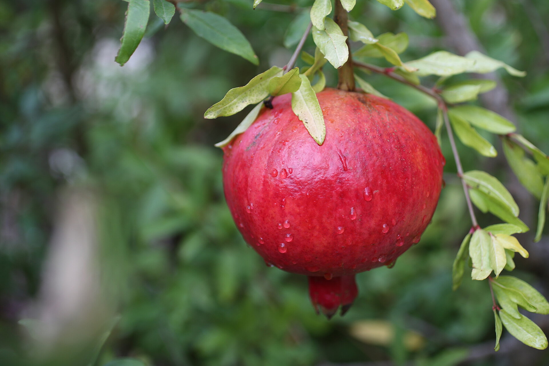 树枝上成熟的石榴石榴的果实