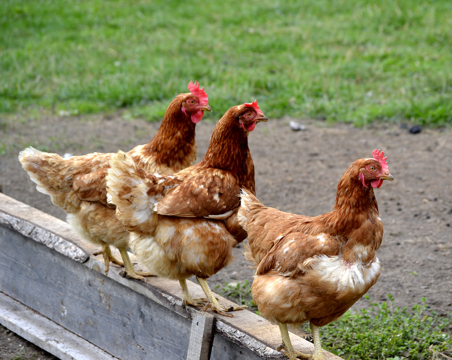 站在木桩上的母鸡群美丽的鸡