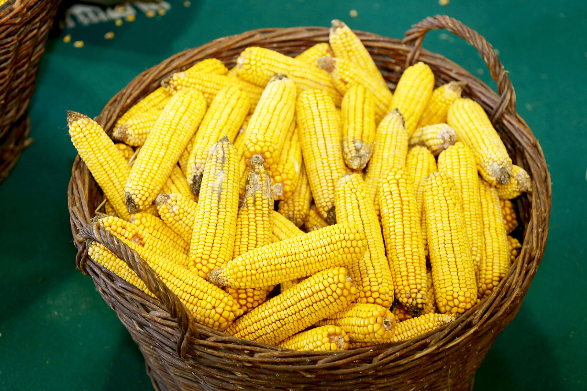 绿色背景中的一筐玉米棒子在秋天丰收的农村景象在篮子里的玉米棒子