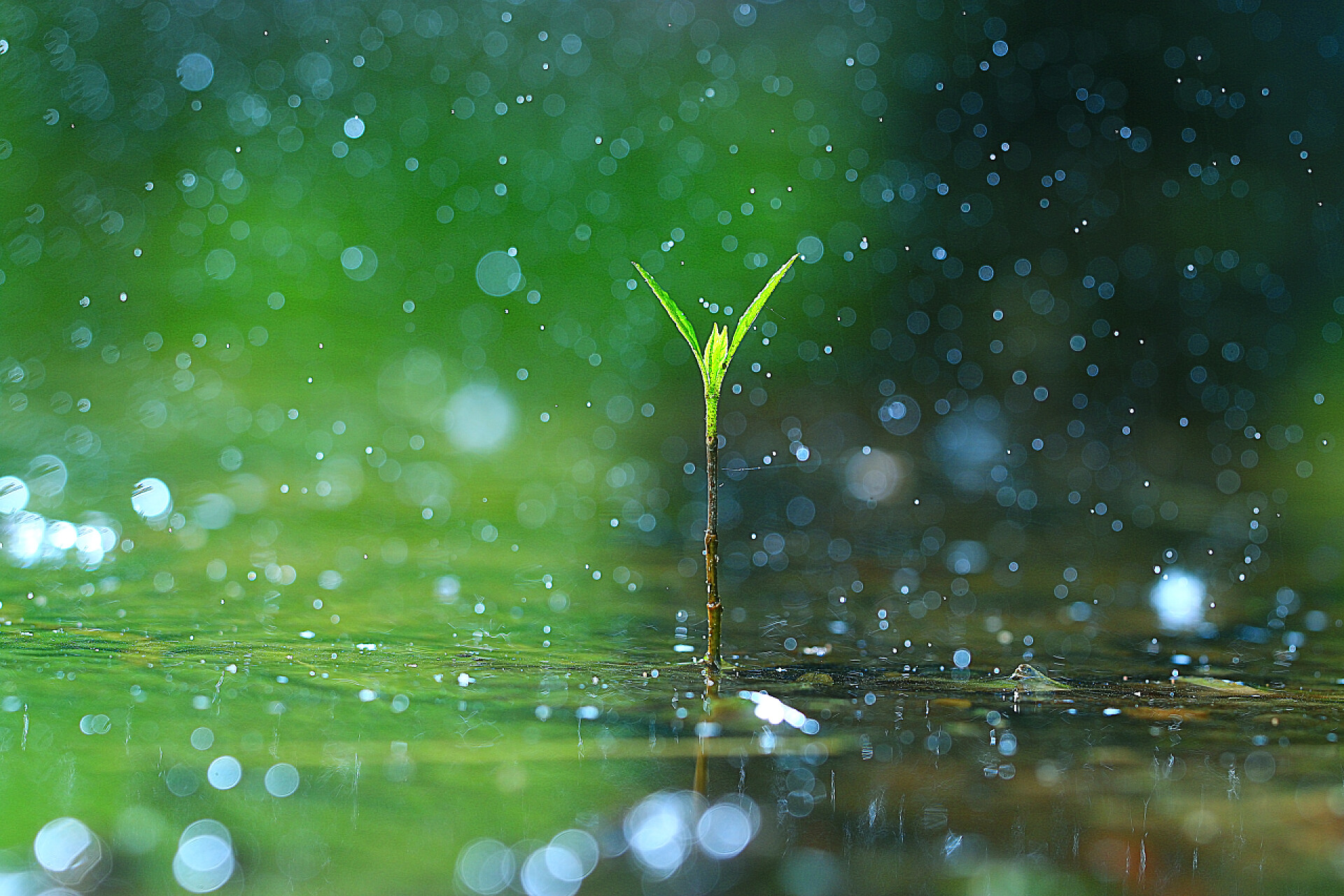 一颗雨后的小草特写雨后露草