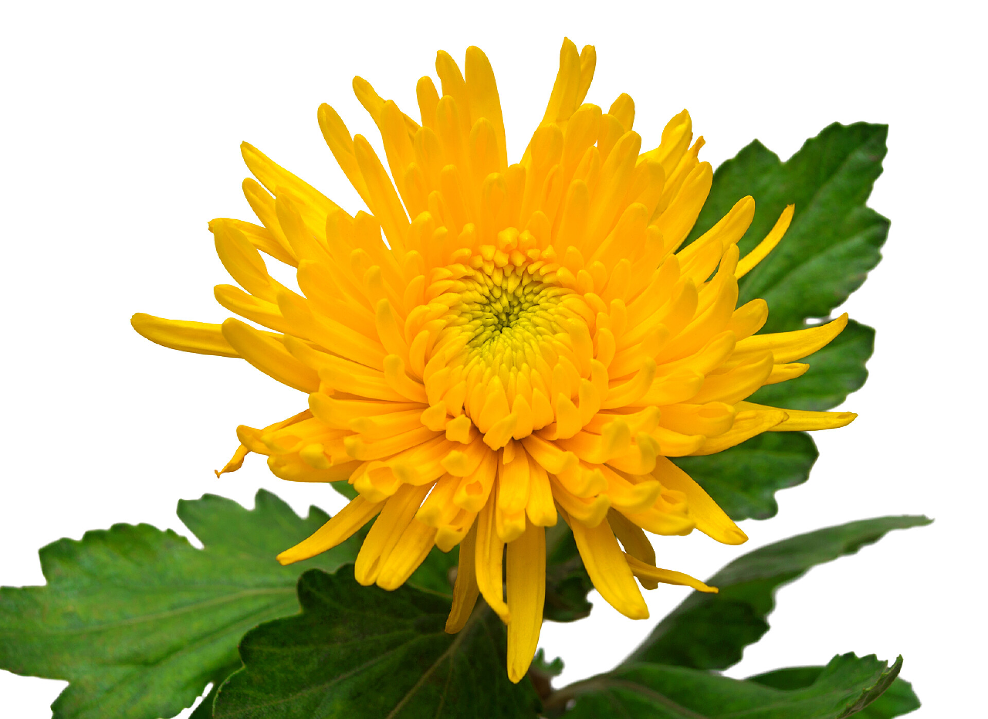 白色背景上一朵黄色菊花特写黄菊花花