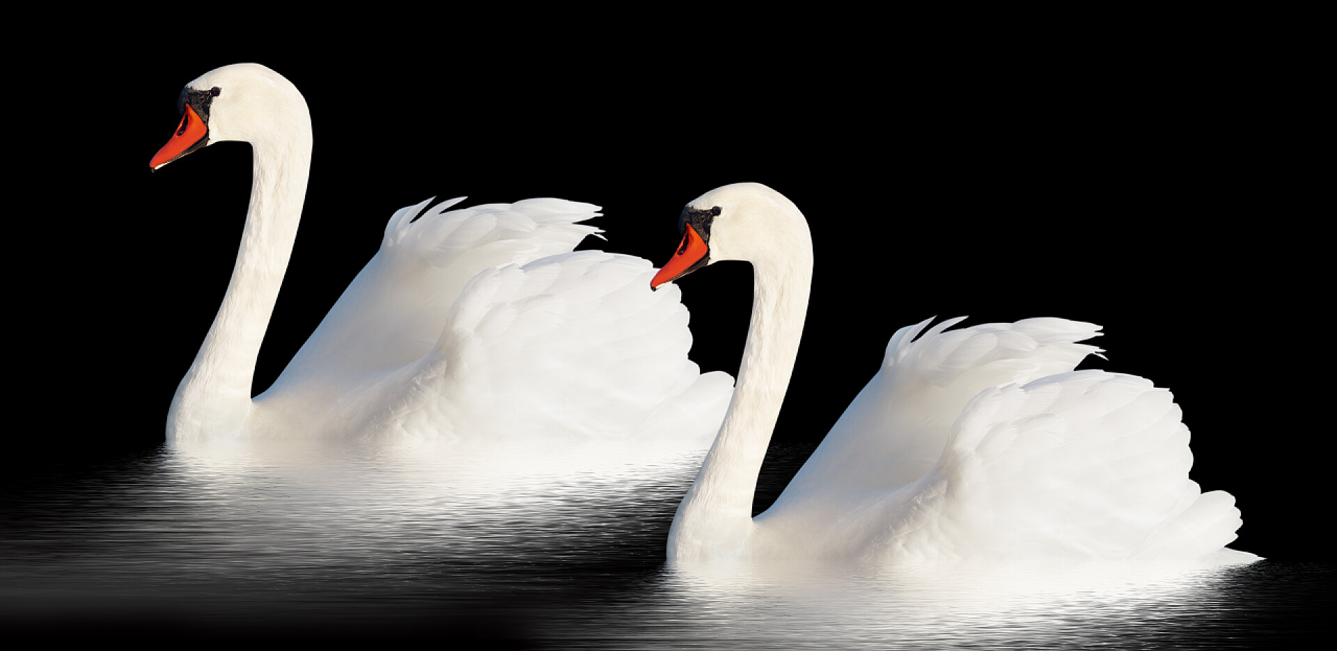黑色背景中两只优雅的天鹅两个白色天鹅.