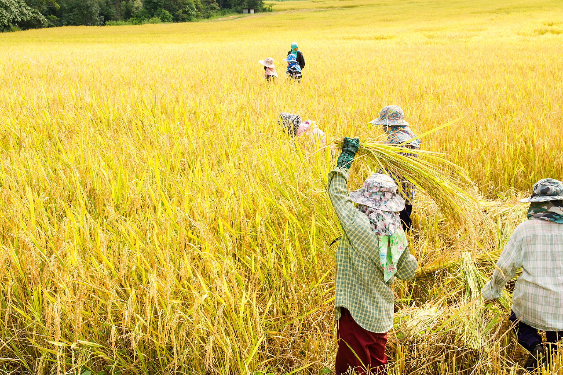 农民在收割水稻农民收割水稻稻田