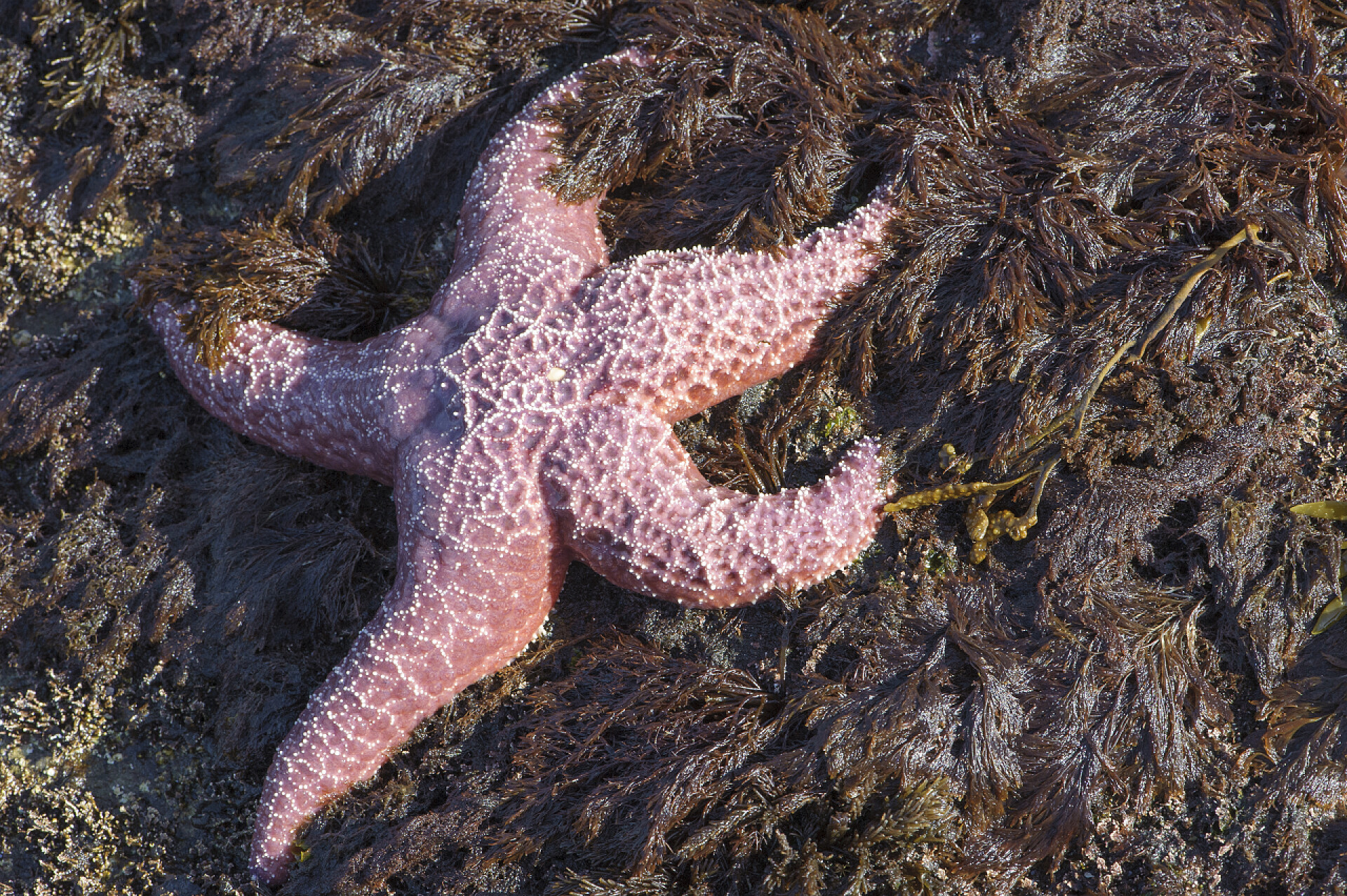 深色背景中的紫色海星紫色的海星，赭色海星 (海星羟化酶),