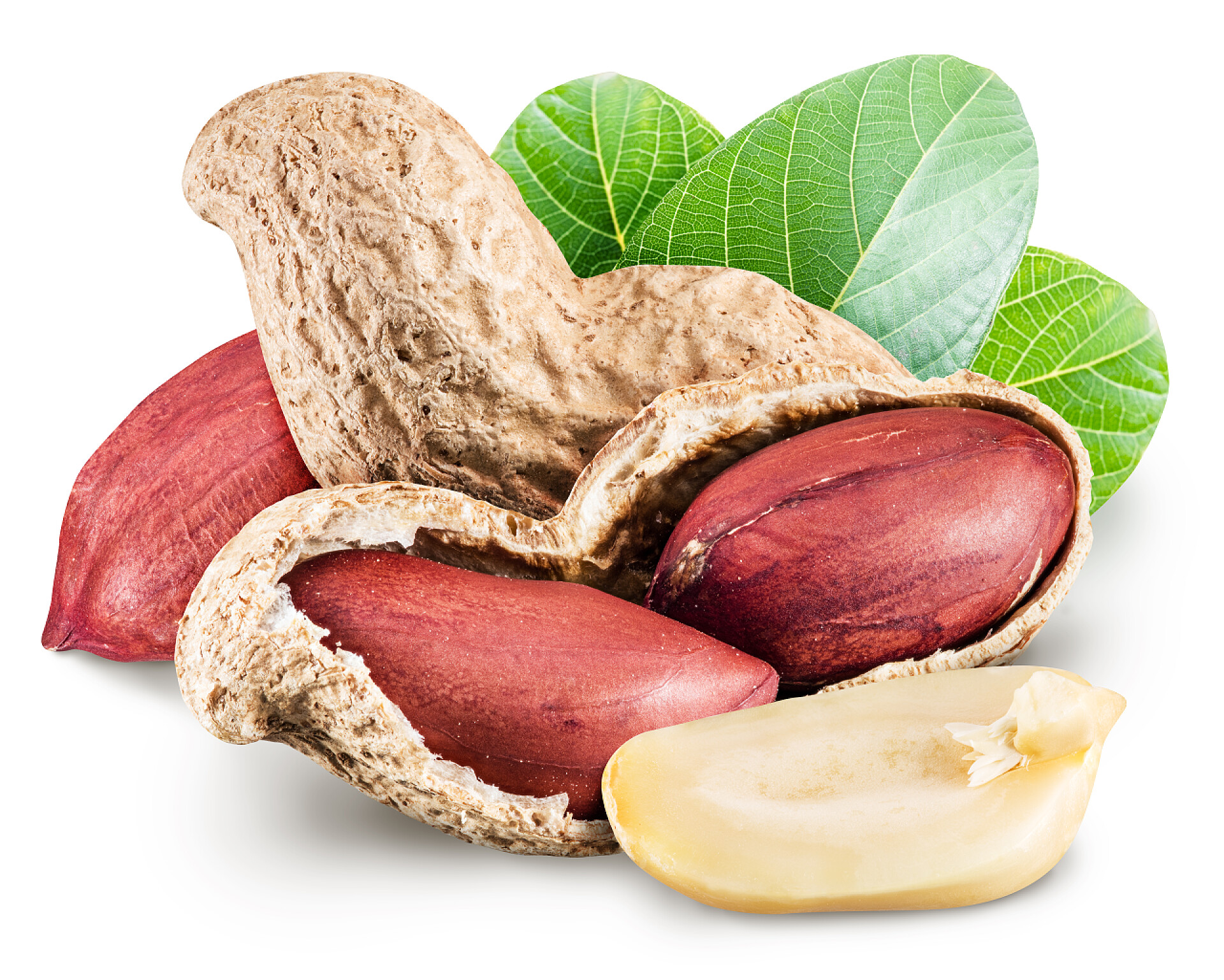 白色背景中剥开的花生和叶子花生的叶子.