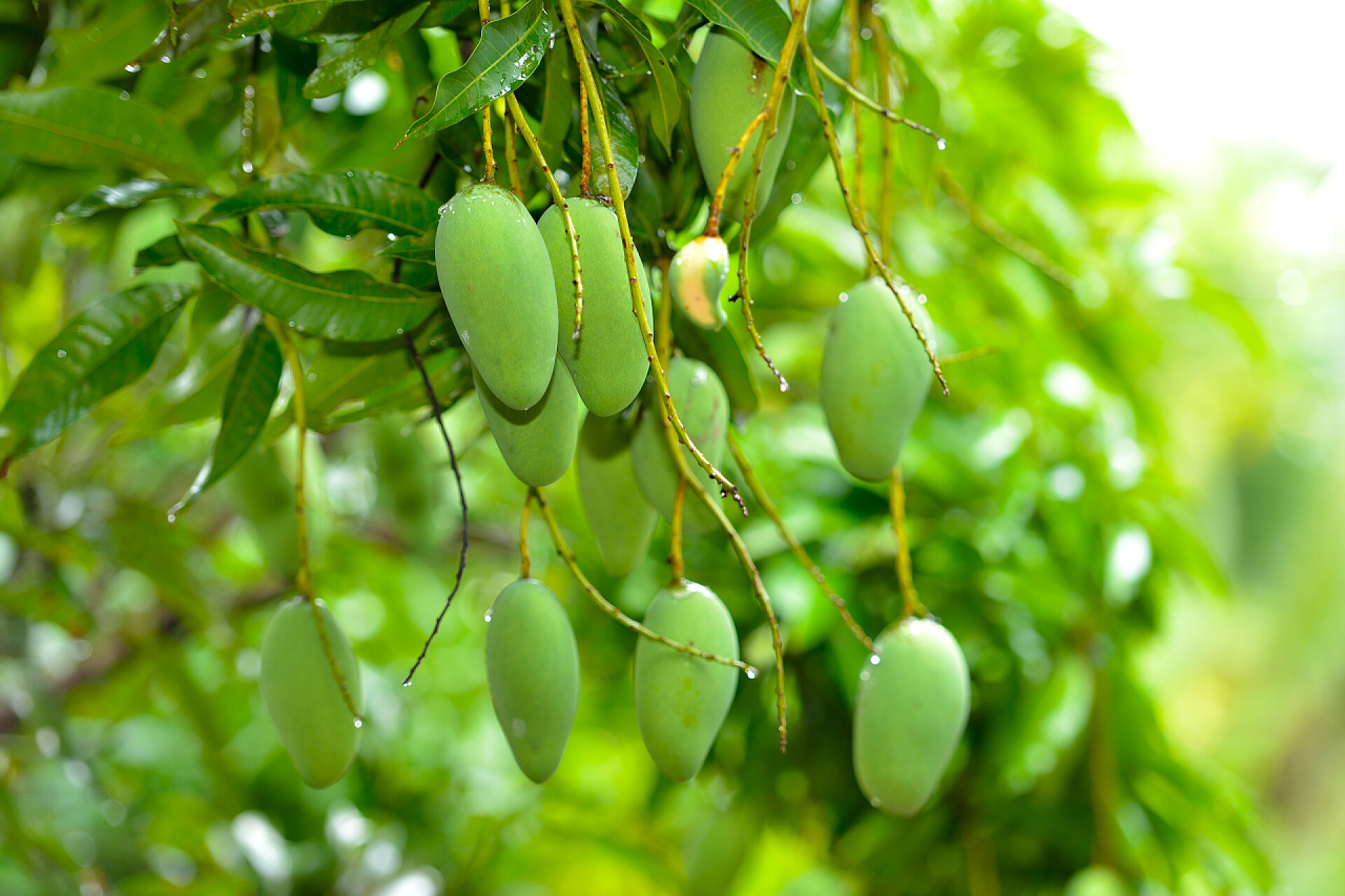 树上结满了青色的芒果树上的果实绿芒果 (芒果)