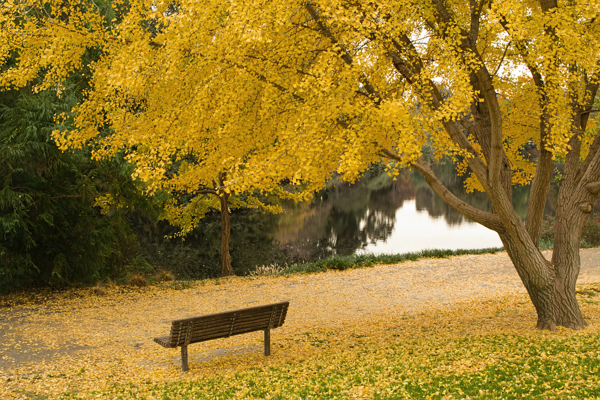 秋天湖边银杏树下的长椅在秋天的银杏树 