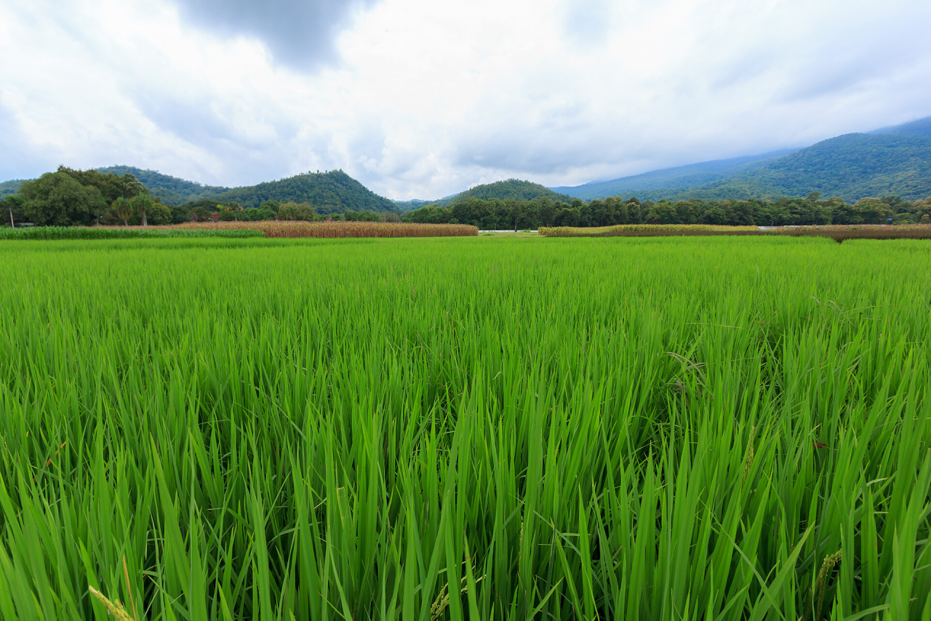 蓝天白云下一片绿油油的水稻稻田与山脉和天空背景
