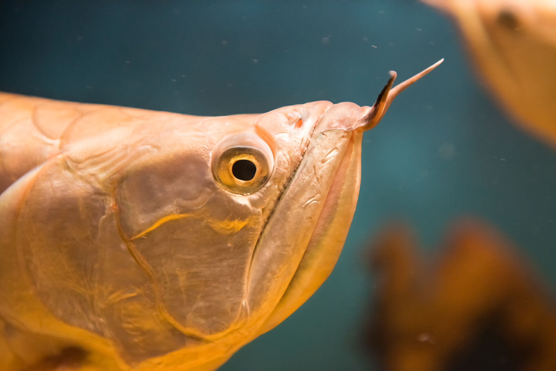 深色背景中的金色银龙鱼