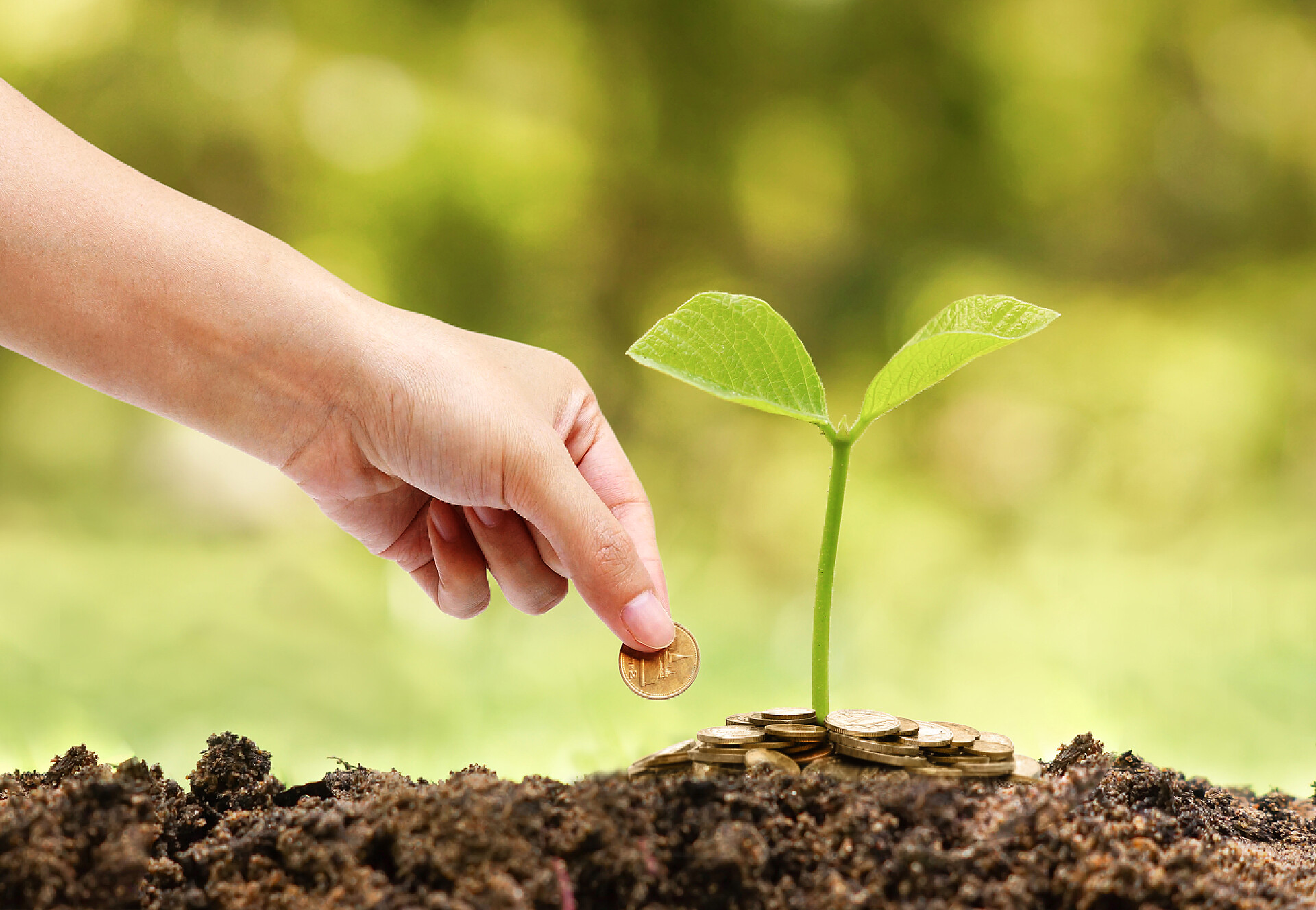 手拿金币 土壤中的小树苗特写业务与企业社会责任实践