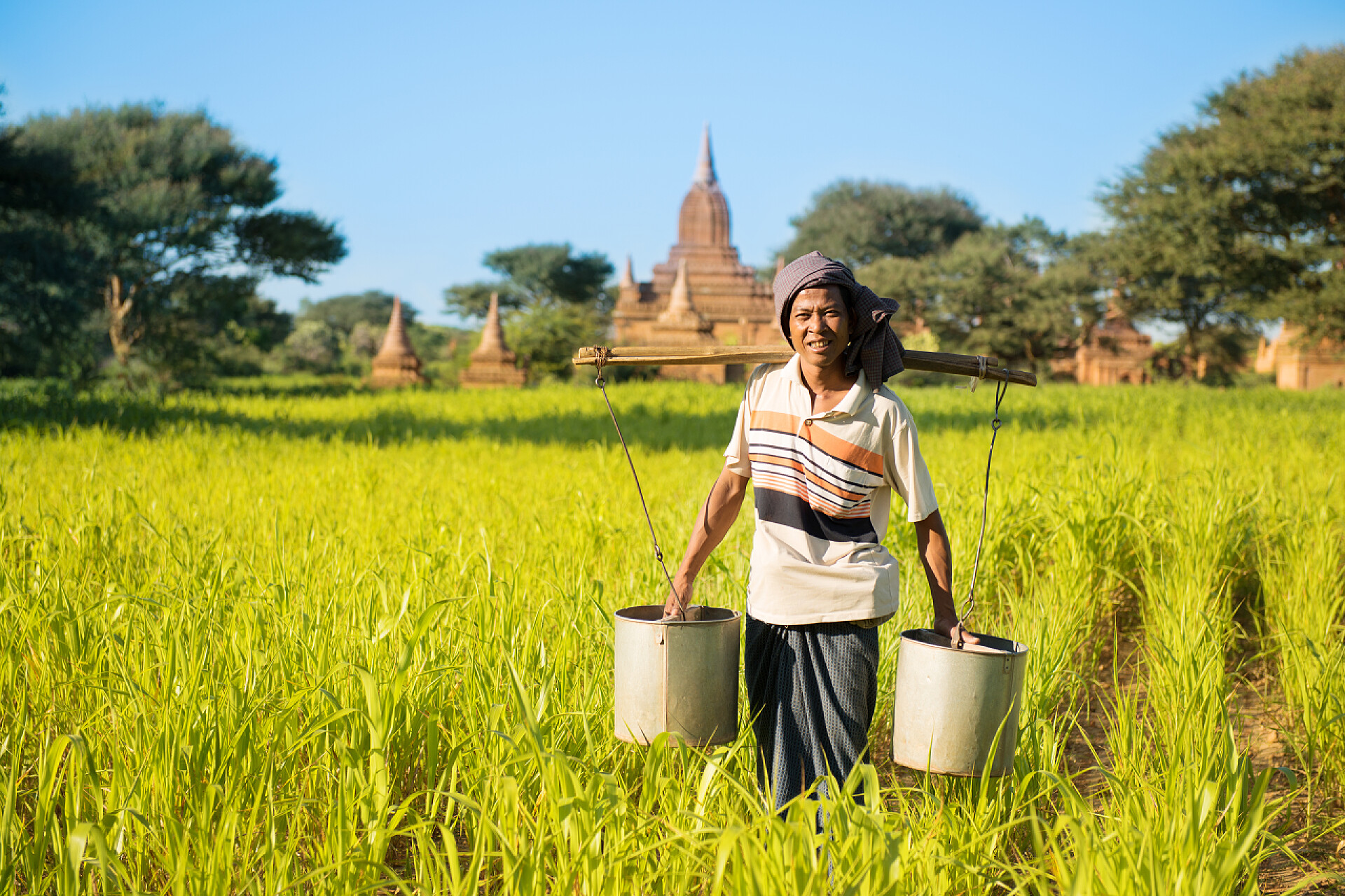 挑水浇灌农田的农民传统的缅甸农民浇水植物