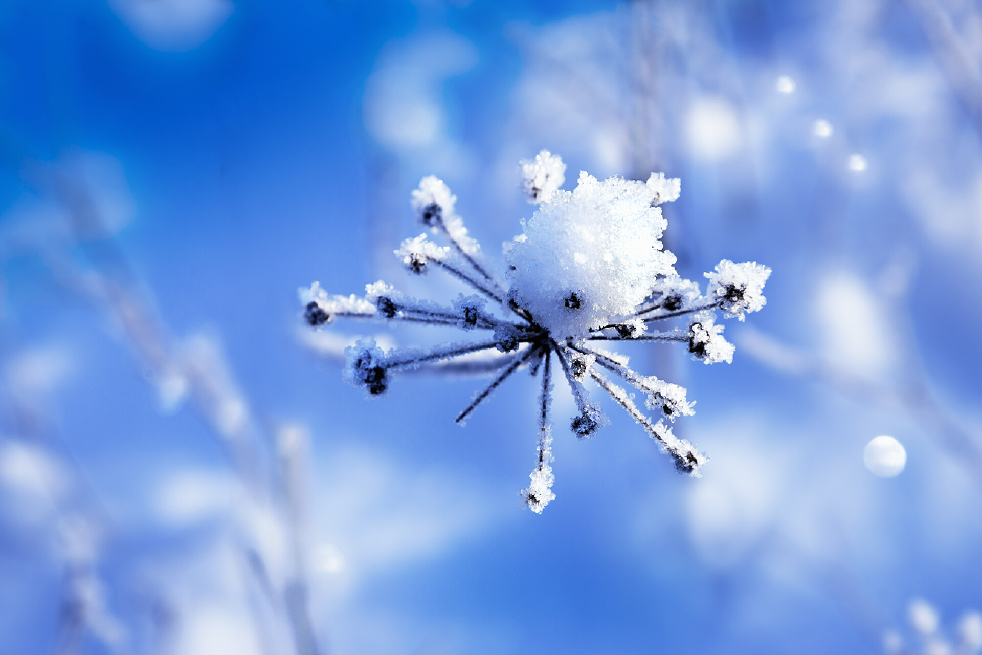 冬天模糊背景上的干树枝冬天在有模糊背景的干树枝上下雪