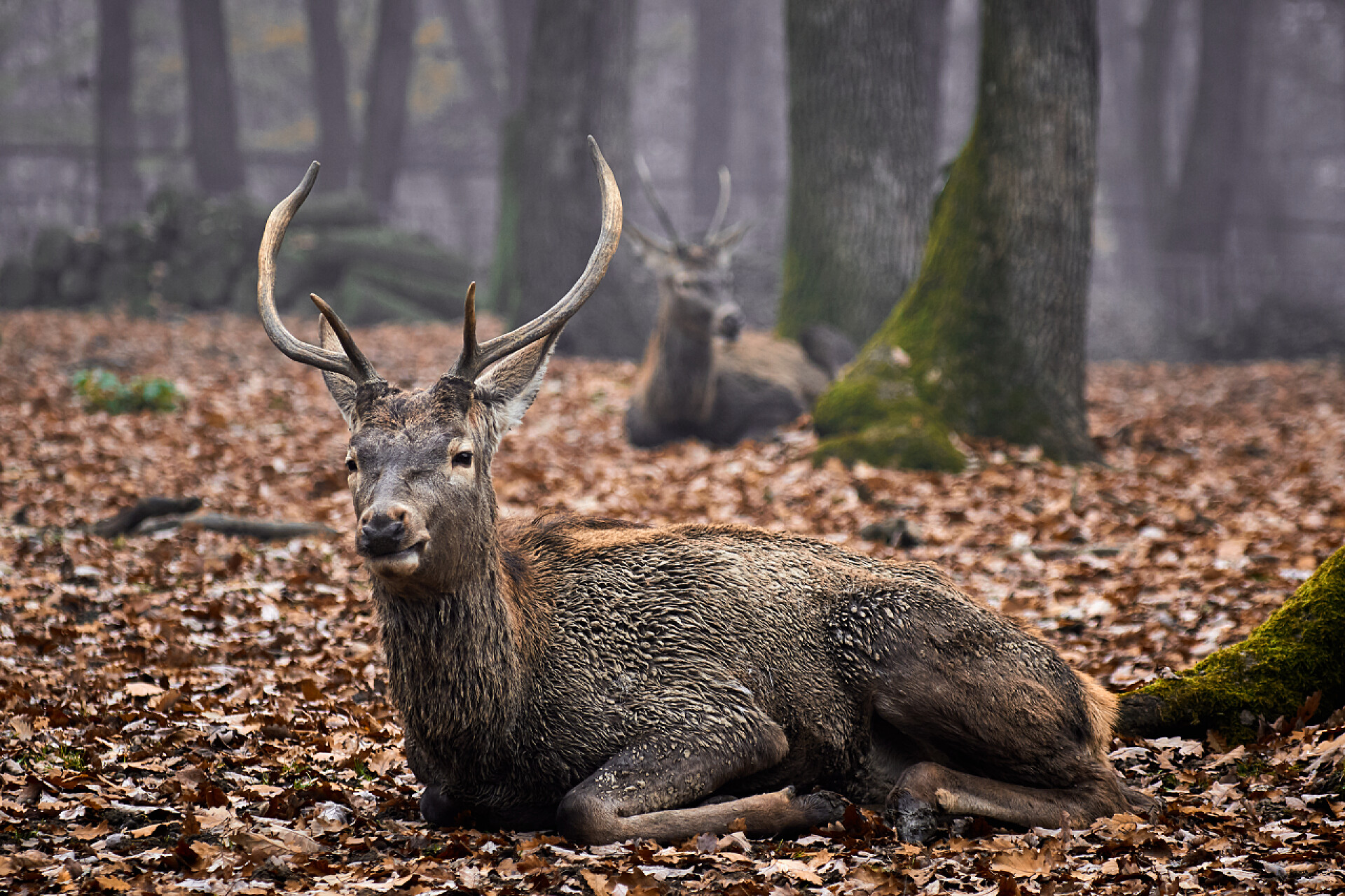 坐在落叶上的梅花鹿公鹿鹿