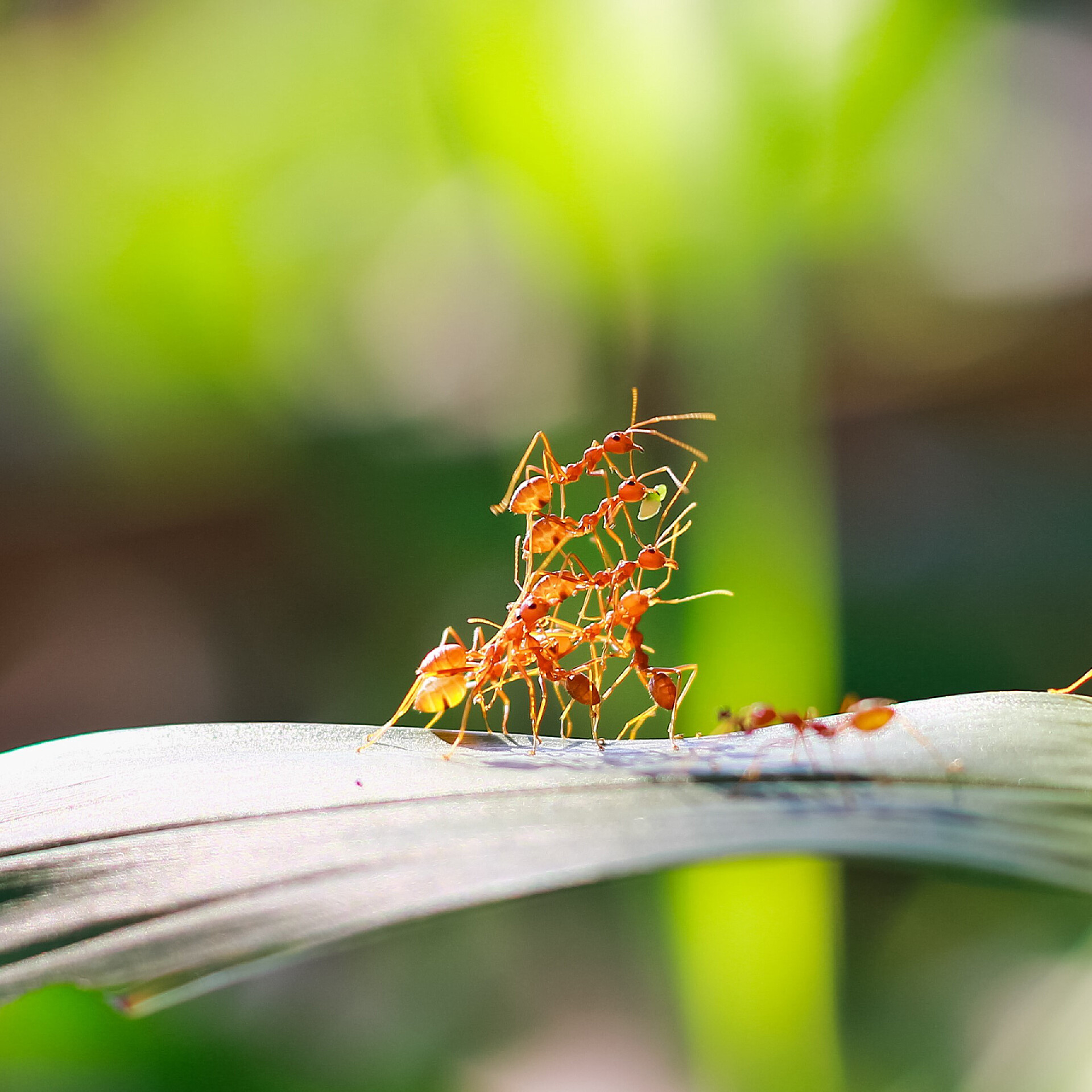 叶子上的蚂蚁团队红蚂蚁团队在绿色的性质或在花园里