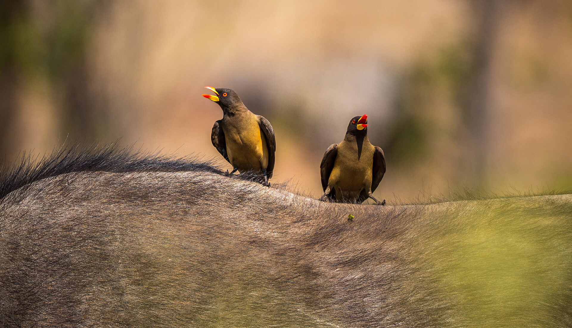两只小鸟落在水牛的背上两个 expecker 正坐在水牛的背上