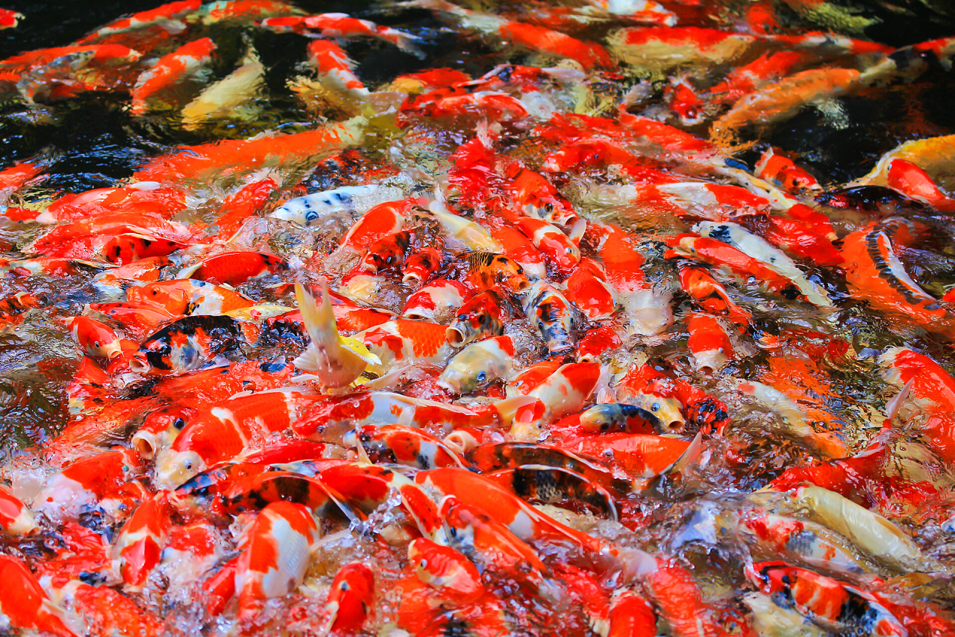 水中的观景鱼乌贼鱼在水里