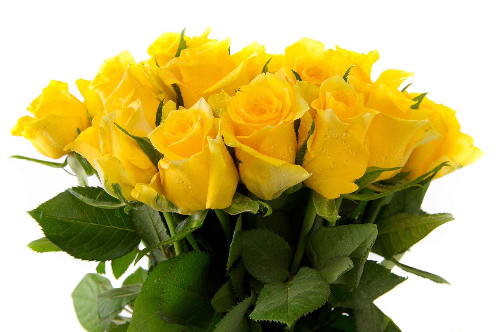 白色背景上的黄色玫瑰花束.黄玫瑰花束被隔离.