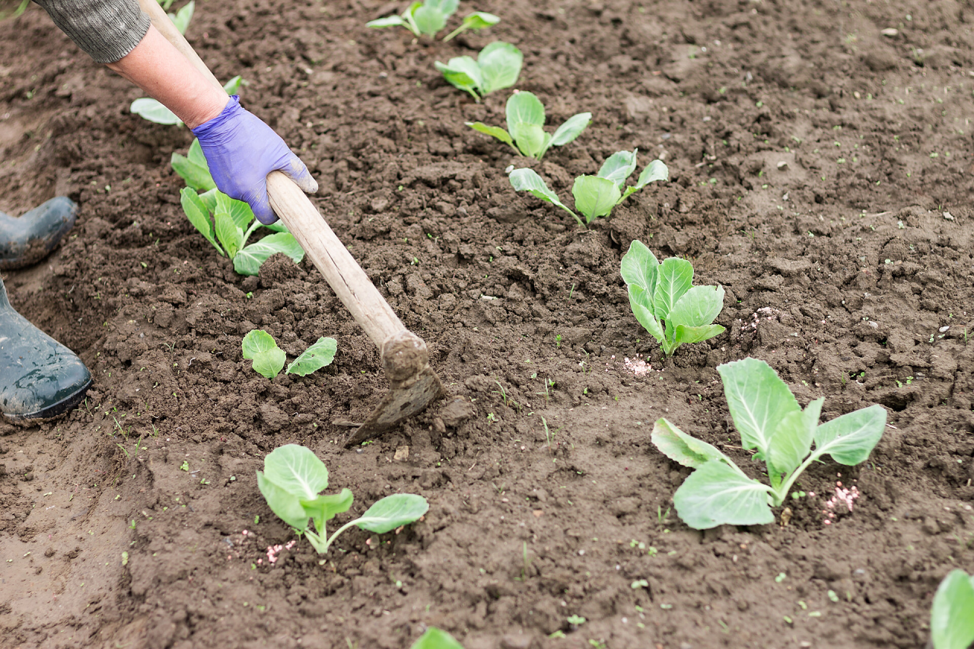 使用锄头在在菜园中除草从事锄头工作的妇女