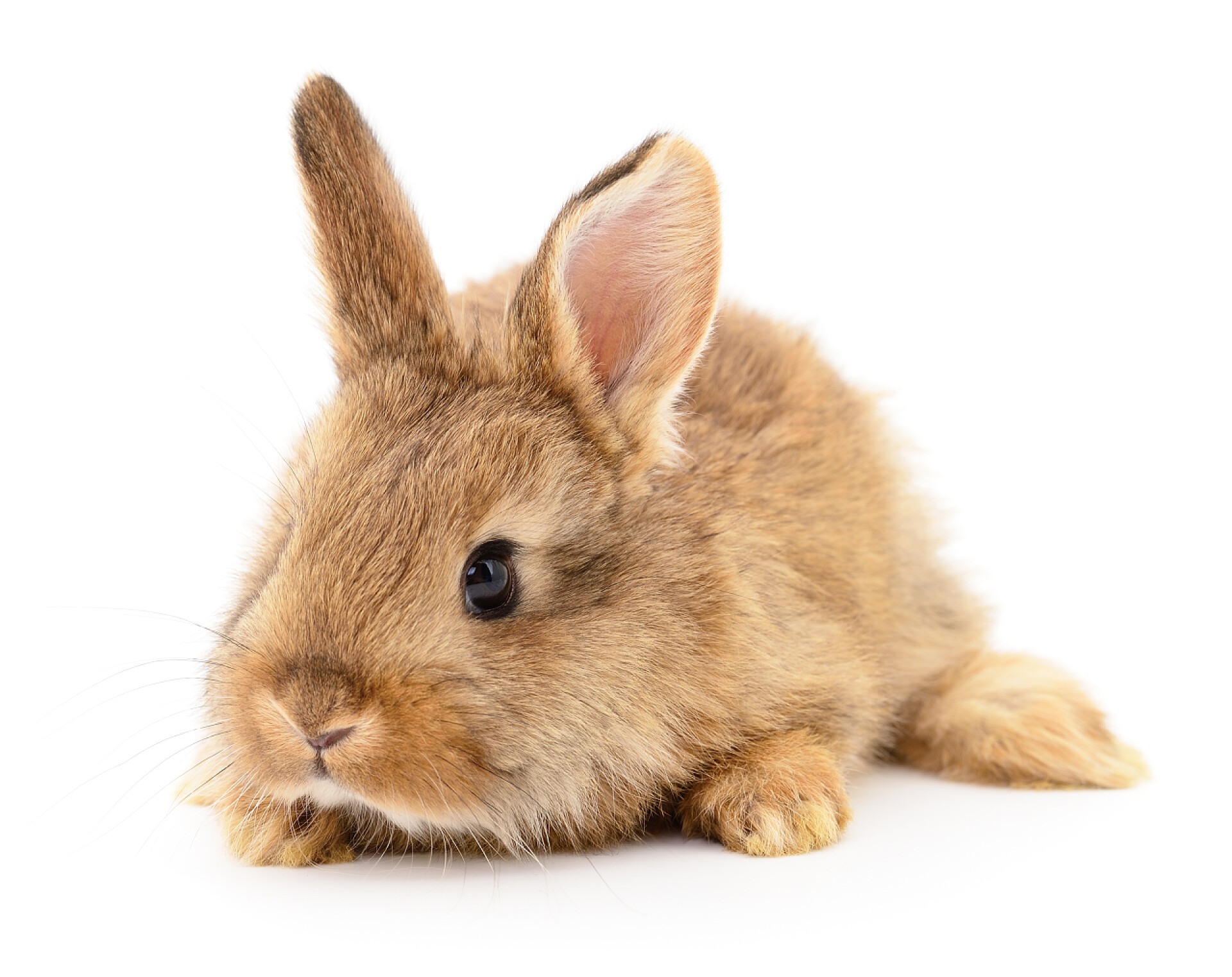 在白色背景上有一只可爱的棕色兔子布朗在白色兔子.