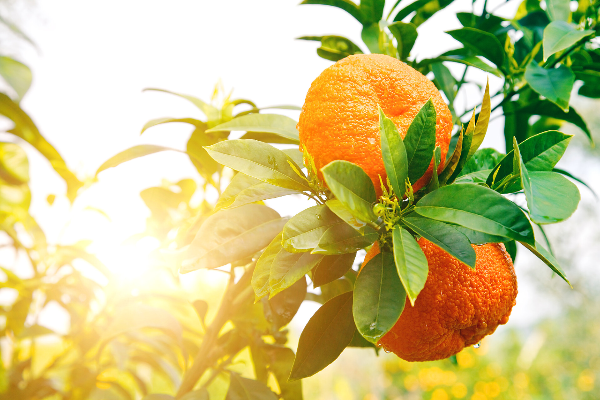 阳光照耀下的成熟的橘子成熟的橘子树