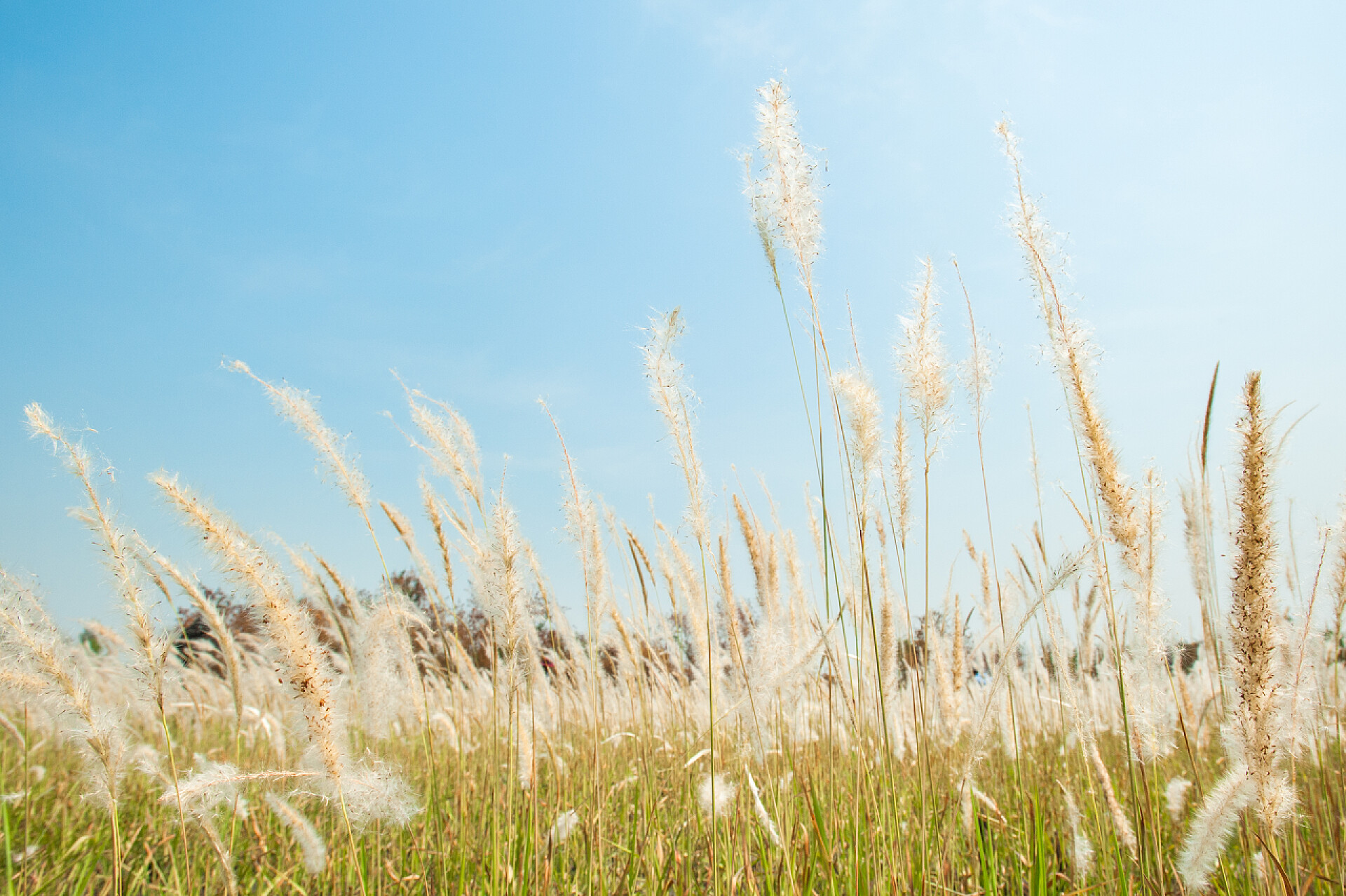 蓝天下的自然草地景观石柱, 自然中的草地景观