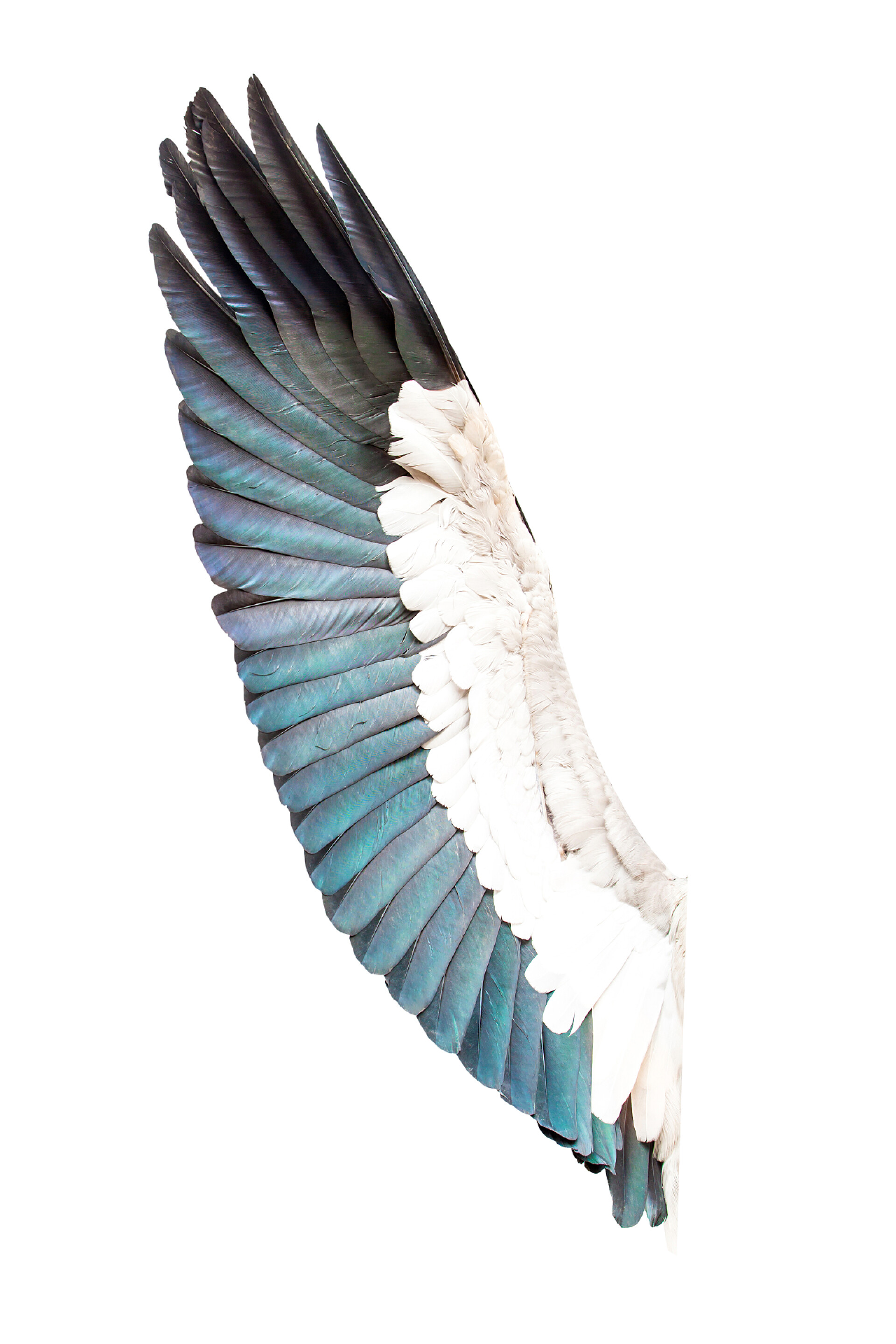 孤立在白色背景上鸟的翅膀在白色背景上隔离的鸟类翅膀