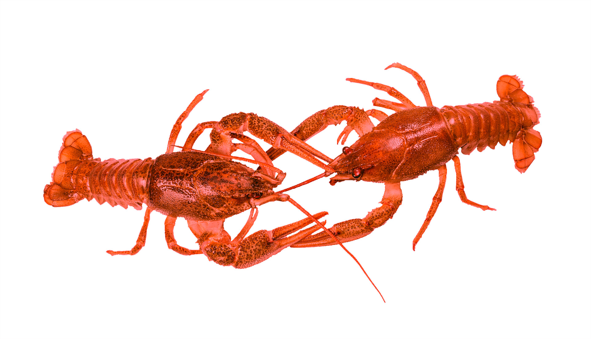 白色背景上孤立的小龙虾在白色背景上隔离的小龙虾