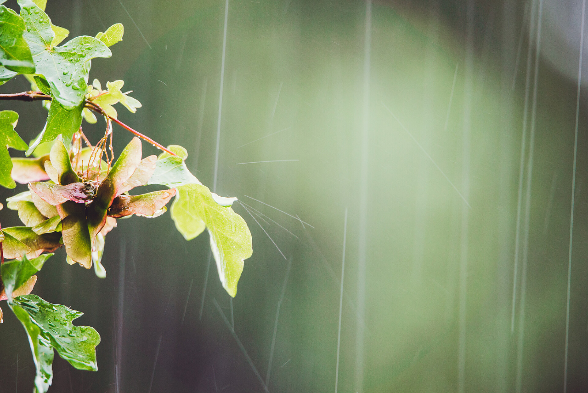 夏天雨季绿色植物夏季雨滴摘要
