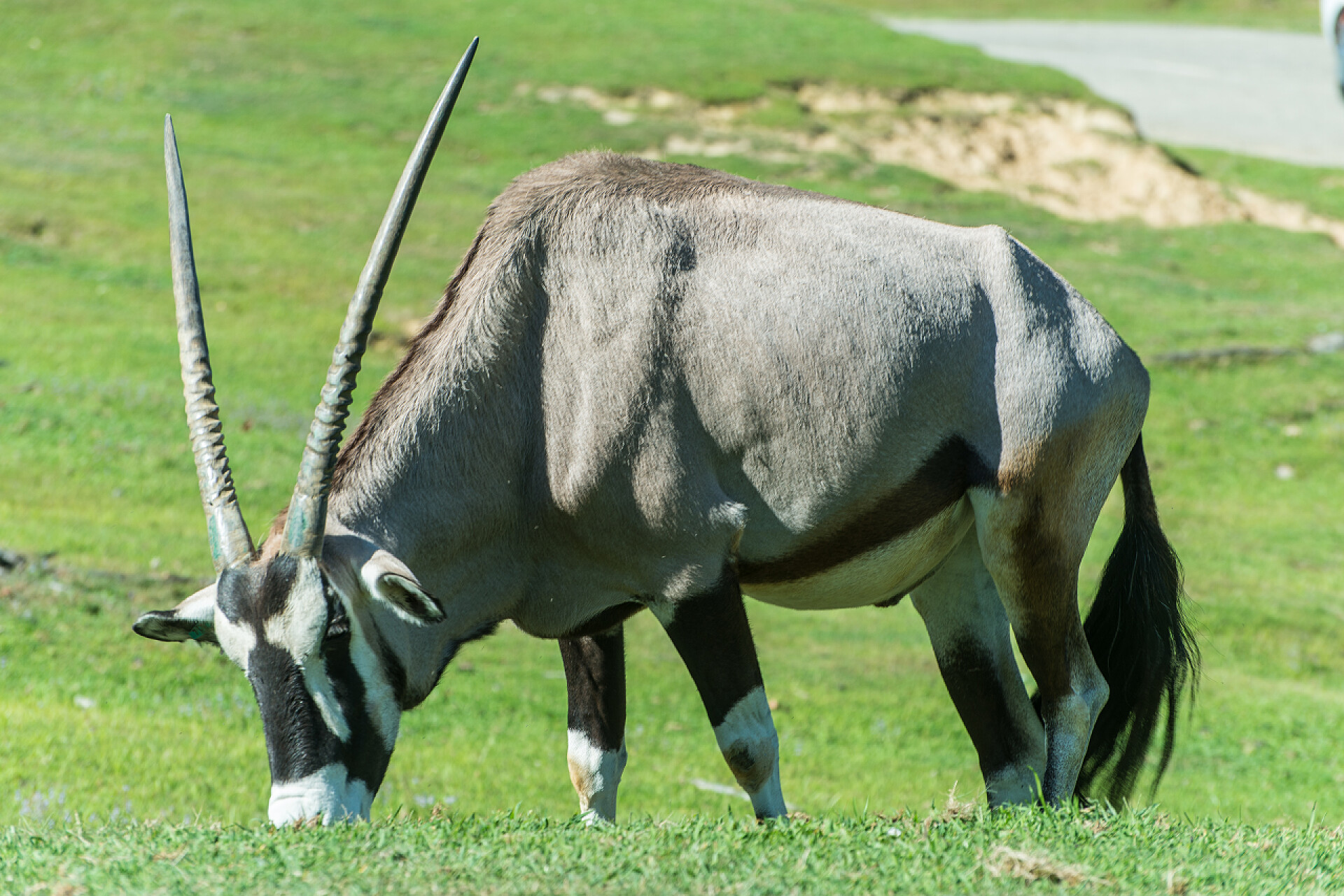 在自然里的野生羚羊在自然野生羚羊