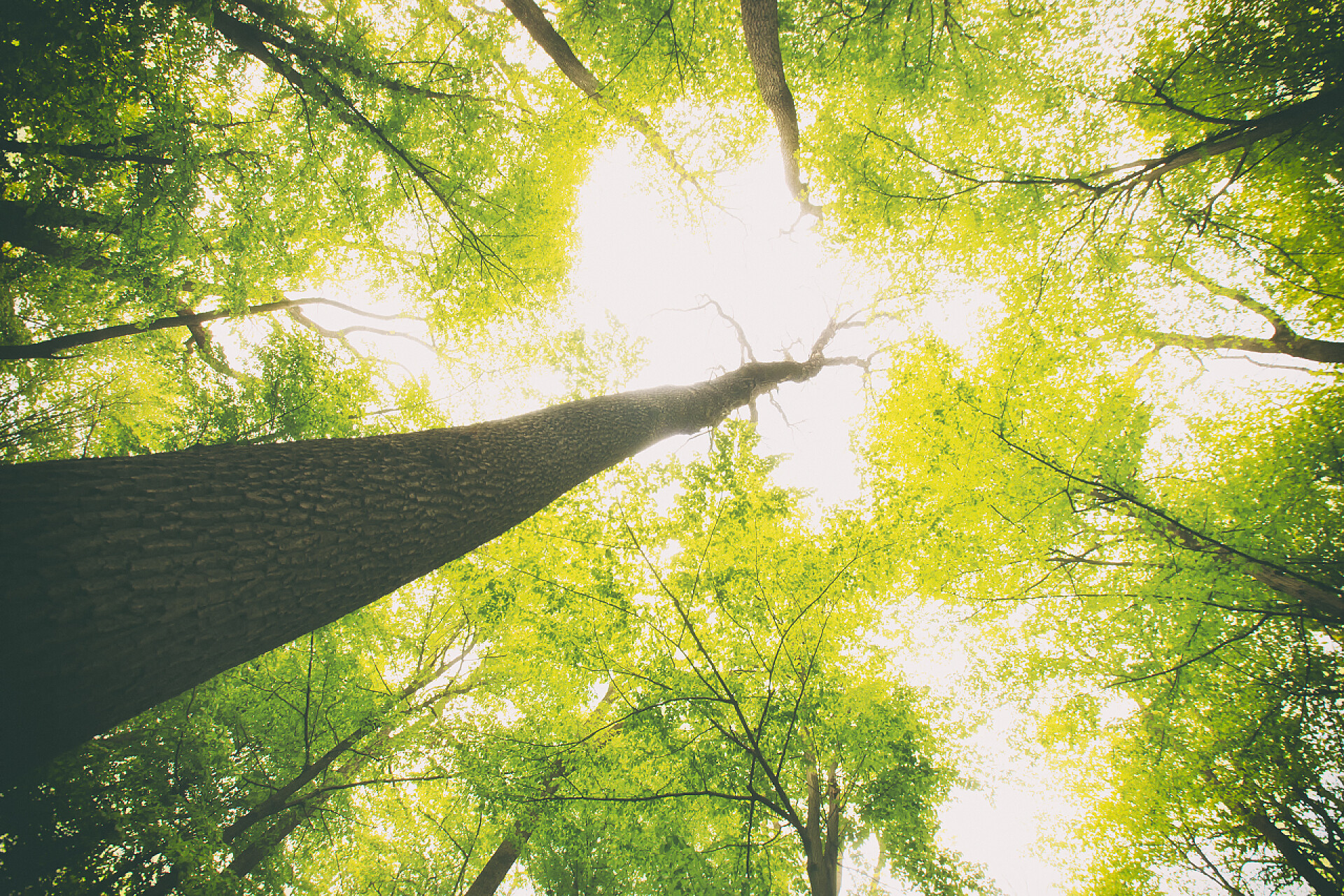 仰视高树丛林上的天空绿树成荫的森林