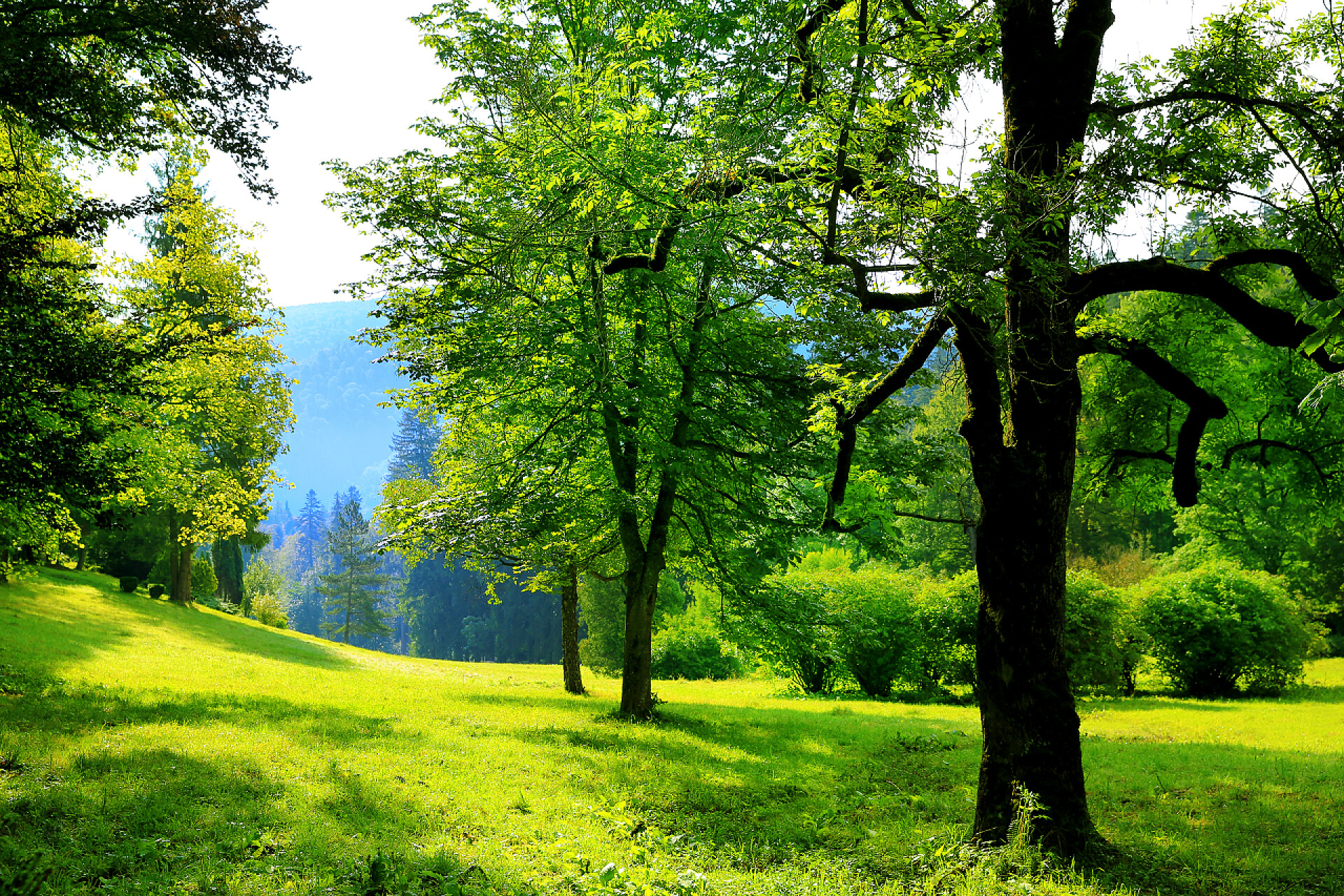 森林公园里的树木自然背景夏天草甸与美丽的山脉和蓝蓝的天空，与轻云背景上公园里的树木