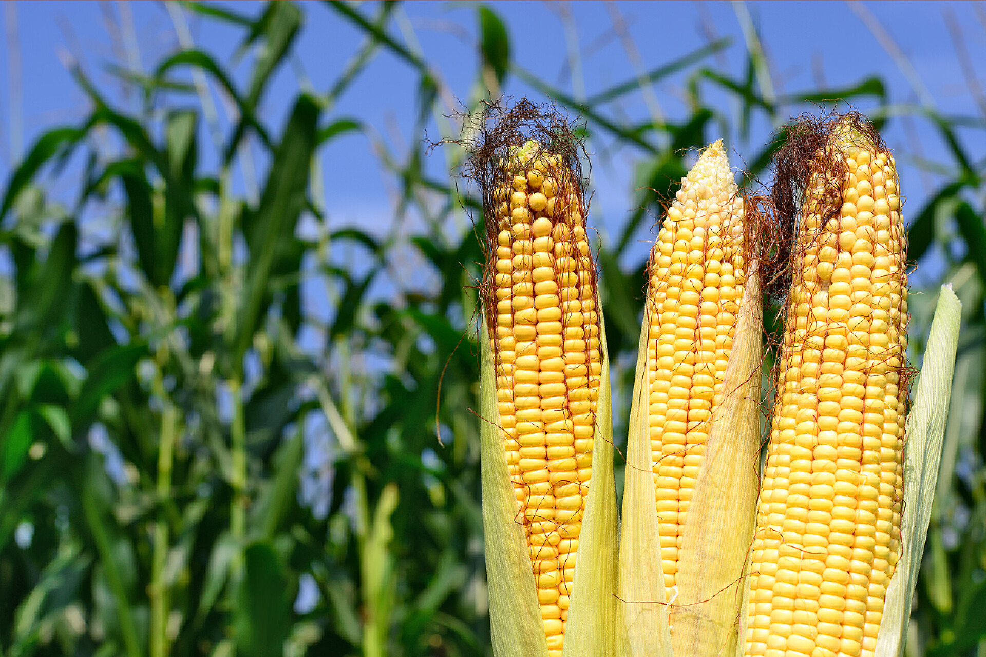幼穗的玉米秸秆特写幼穗的玉米秸秆