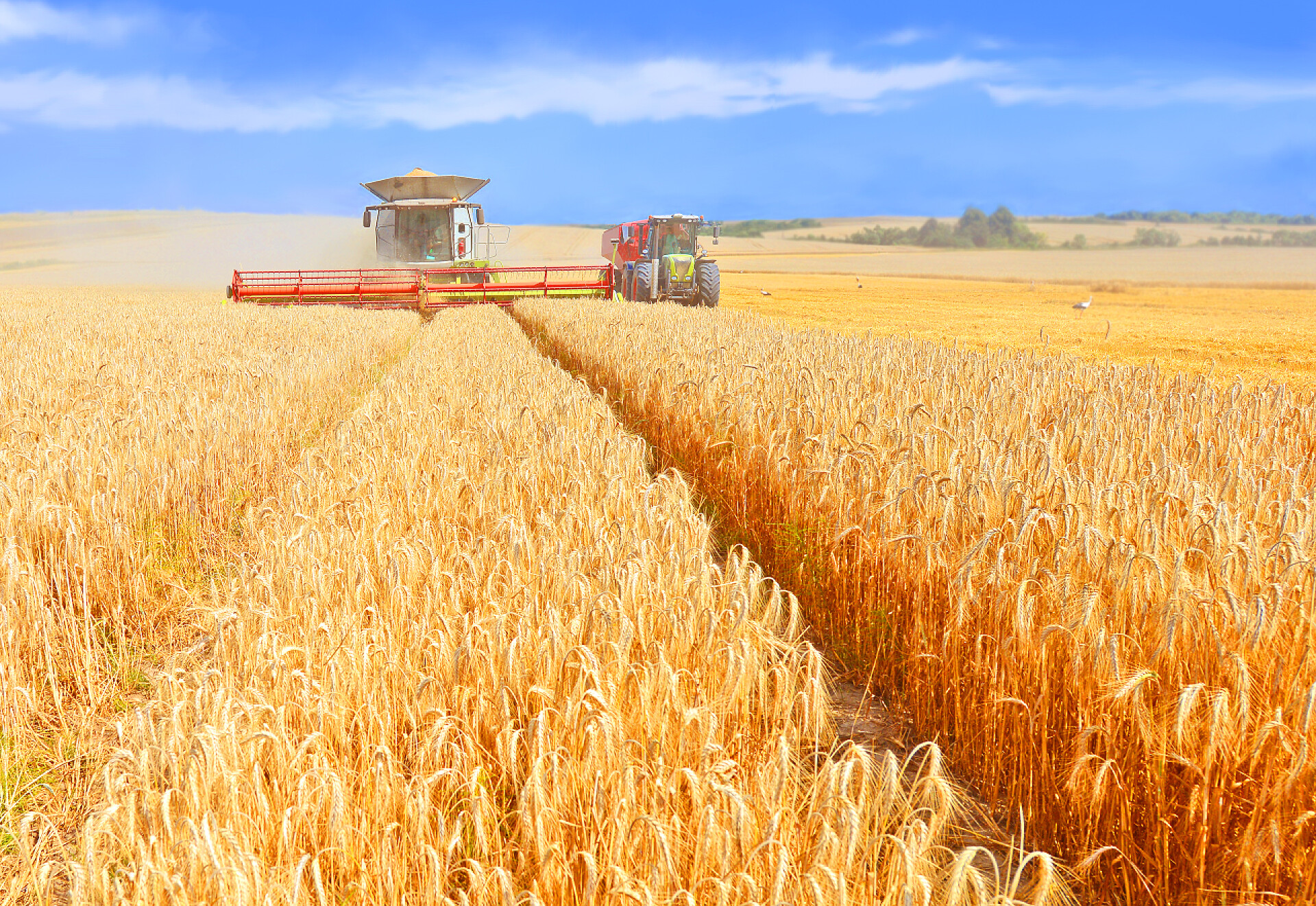 谷物收割机在田地里行驶超载谷物收割机进粮仓的拖拉机拖车