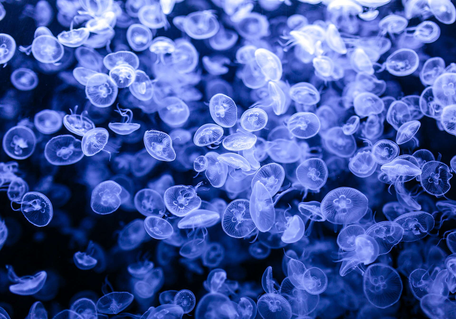 黑色背景上奥里莉亚藻特写组的水母漂移