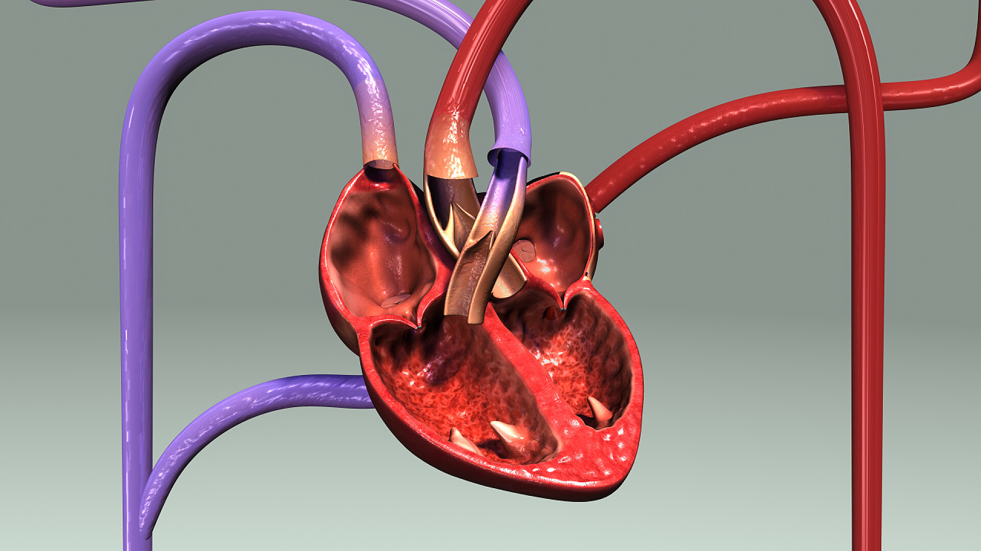 人体循环系统解剖3d图人体循环系统解剖